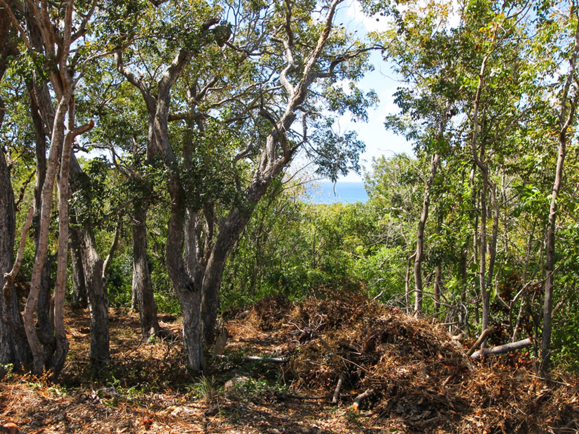 Terra no Carlton, São Tiago 11917220