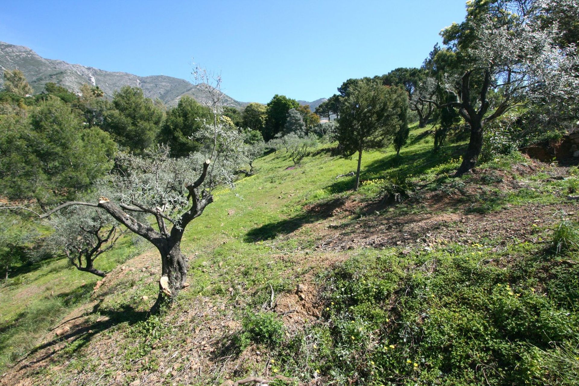 Land in Alhaurin el Grande, Andalusië 11920383