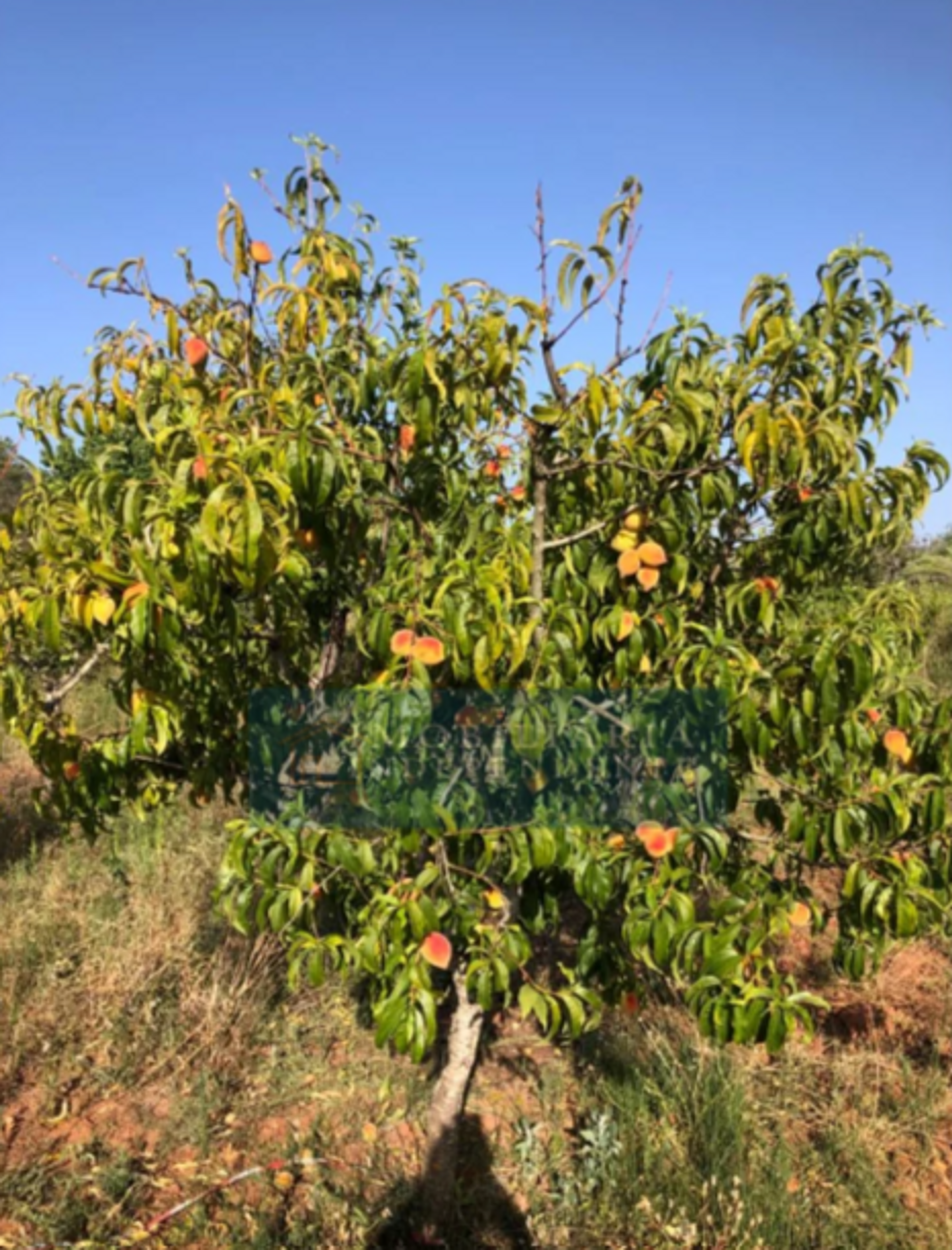 Land im Faro, Faro District 11929720