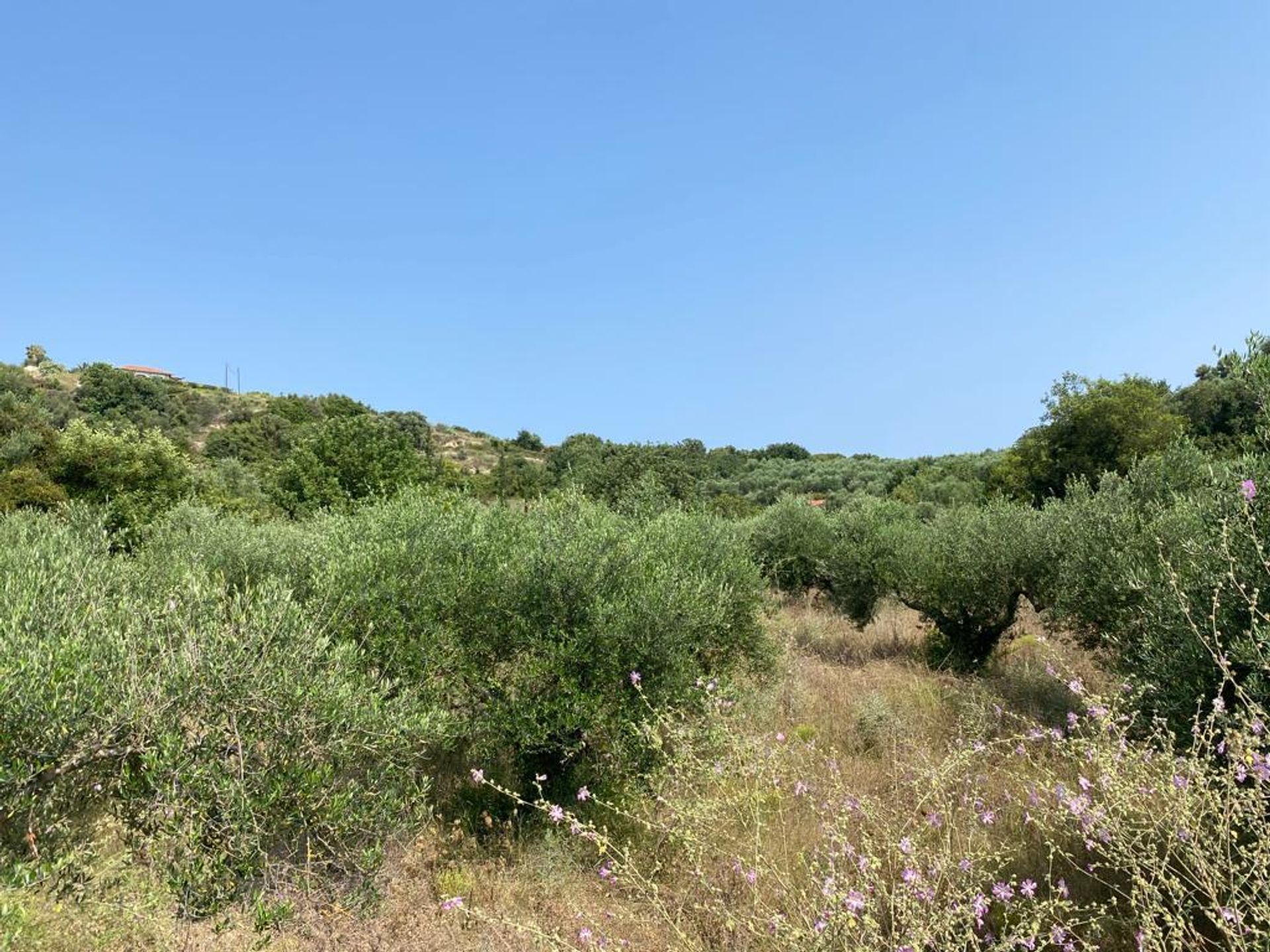 Land in Kefalas, Kriti 11929856