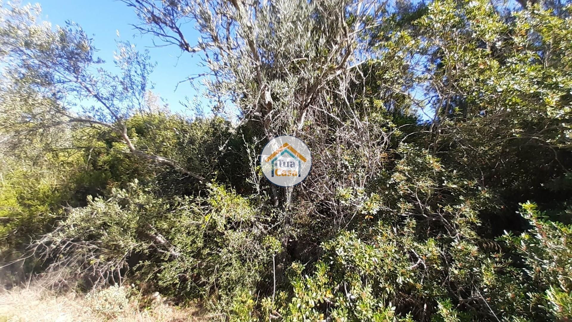 土地 在 Loulé, Faro District 11934041