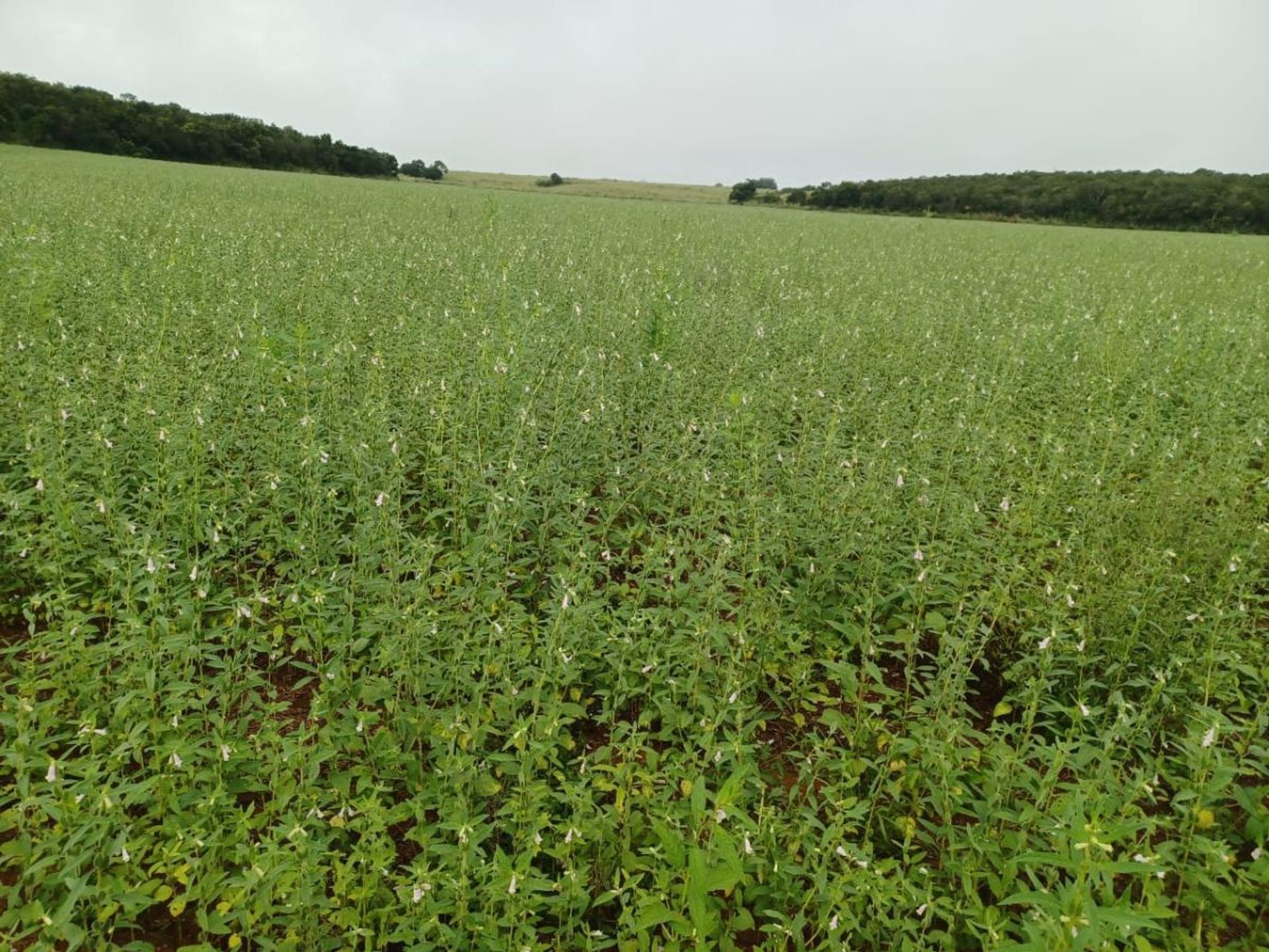 Autre dans , State of Mato Grosso 11936545