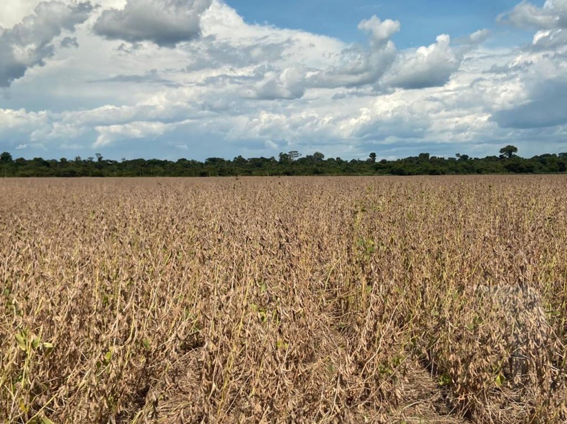 Otro en Santana do Araguaia, Pará 11936672