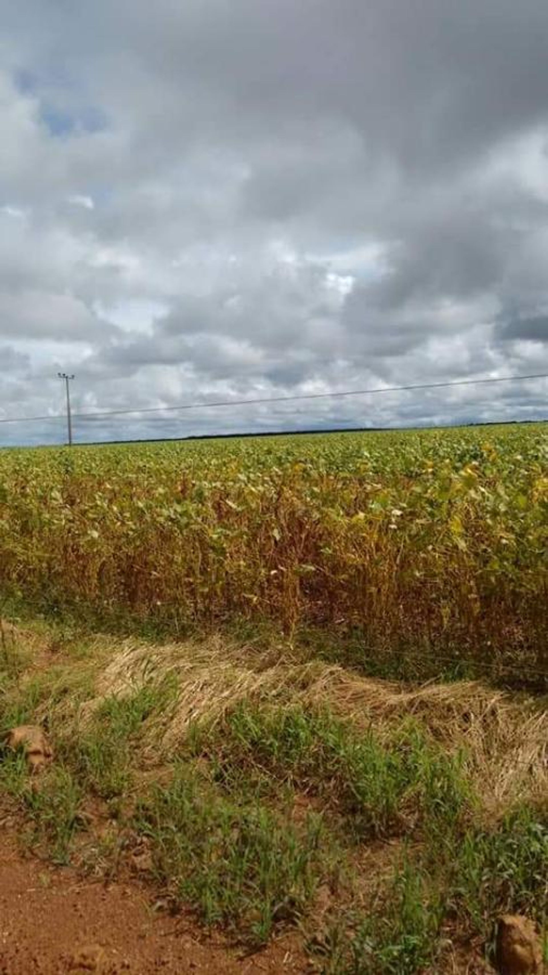 آخر في Santana do Araguaia, Pará 11936672