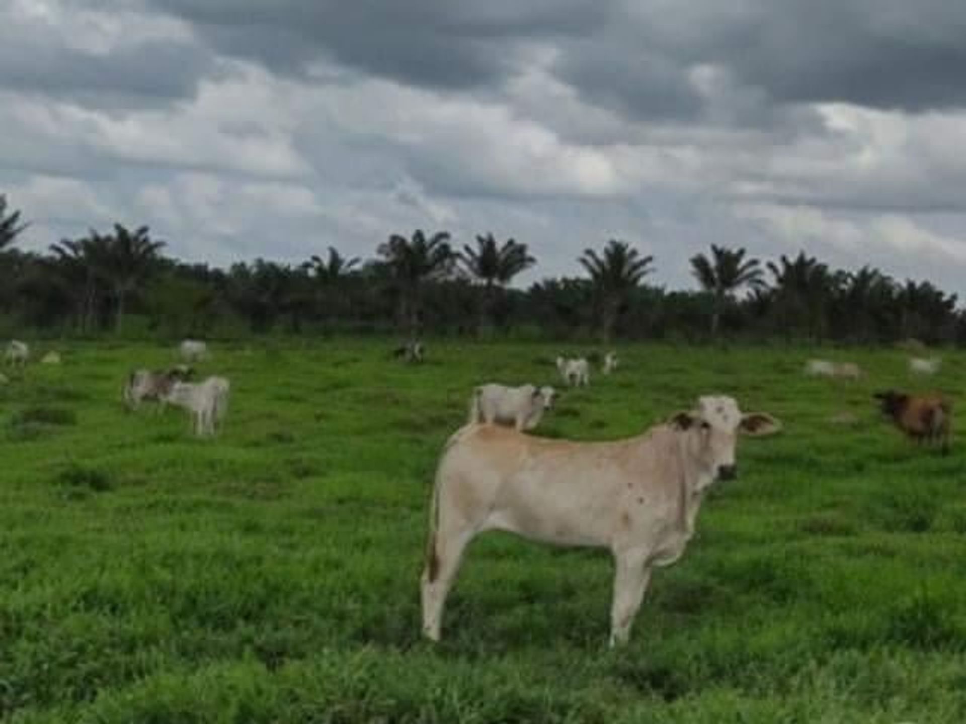 Muu sisään , State of Mato Grosso 11936674