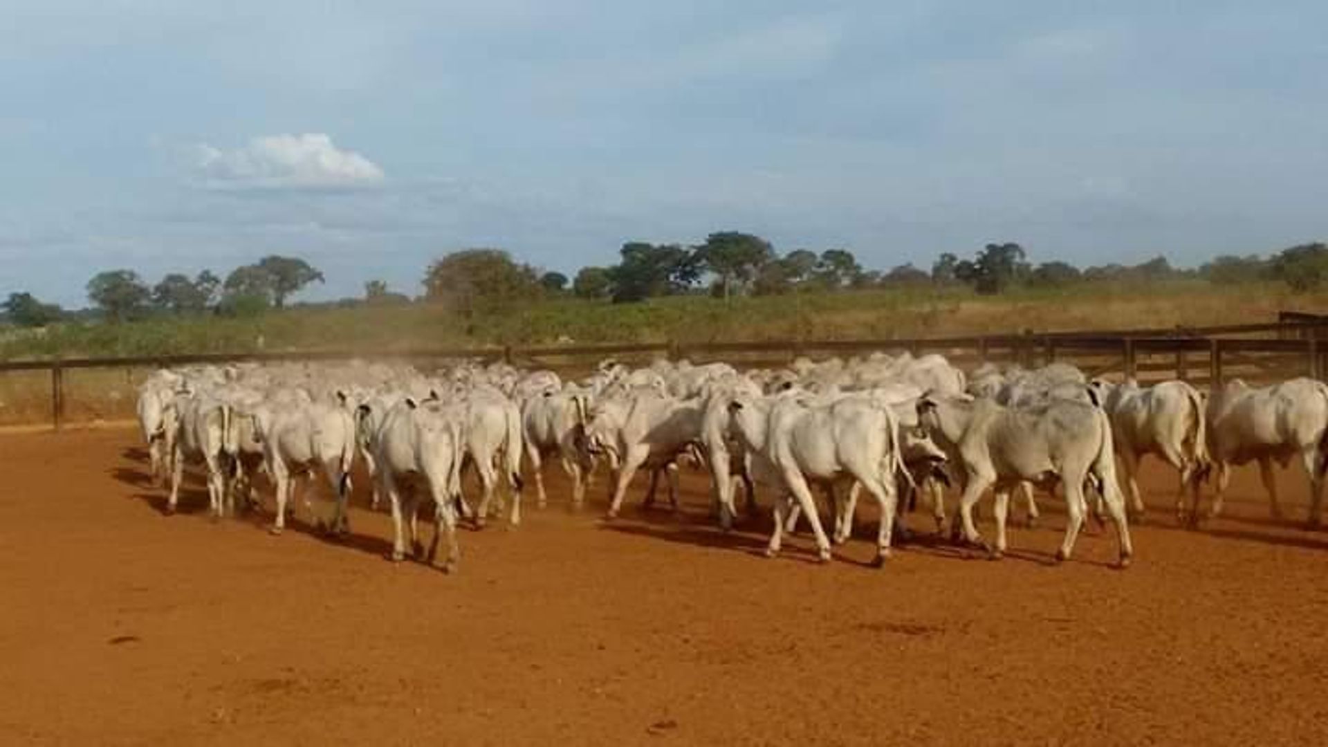 其他 在 , State of Mato Grosso 11936674