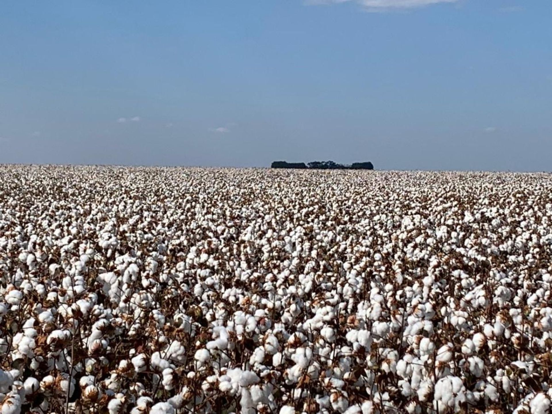 Autre dans Novo São Joaquim, Mato Grosso 11937403