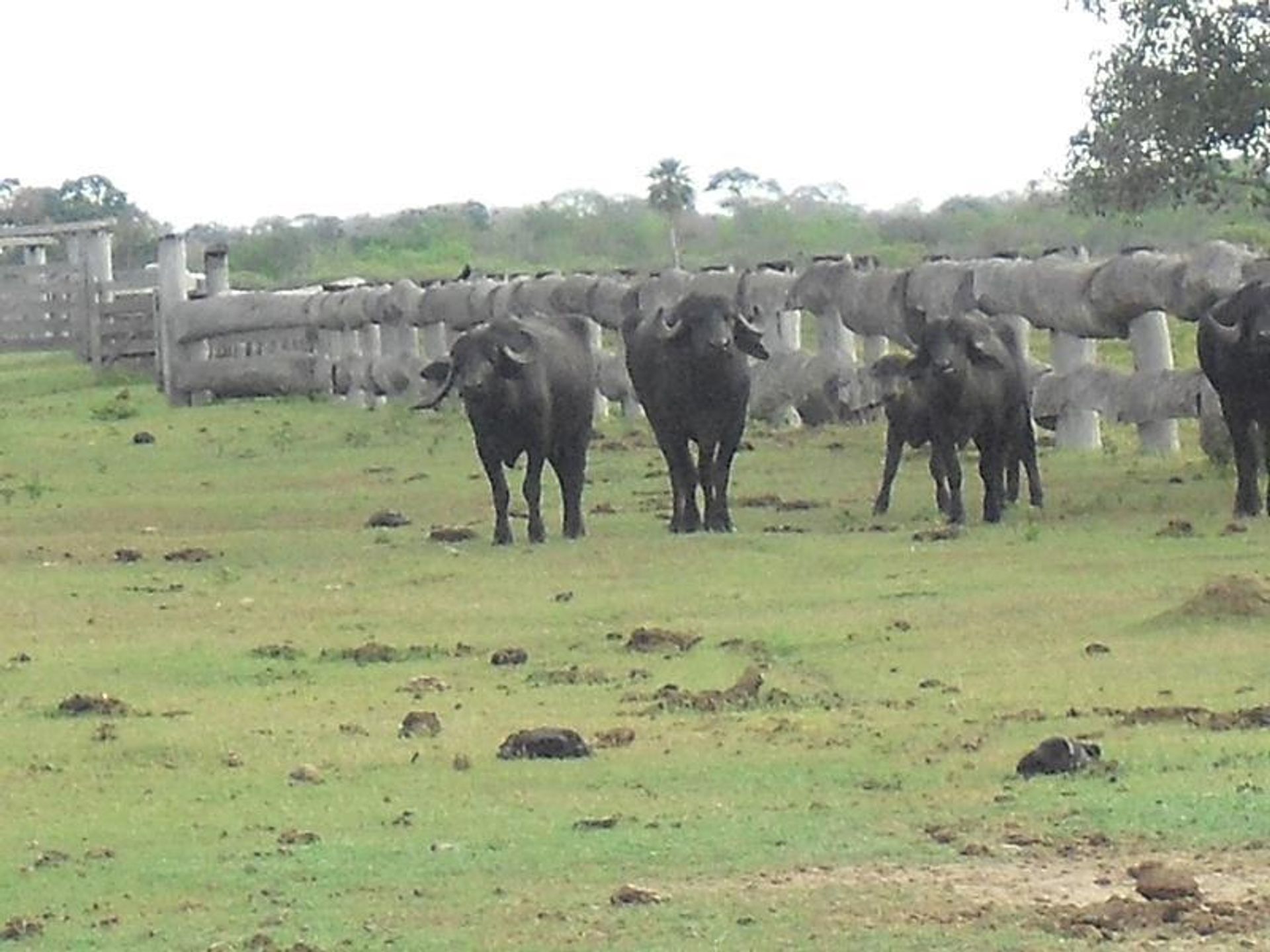 Altro nel , State of Mato Grosso 11937574