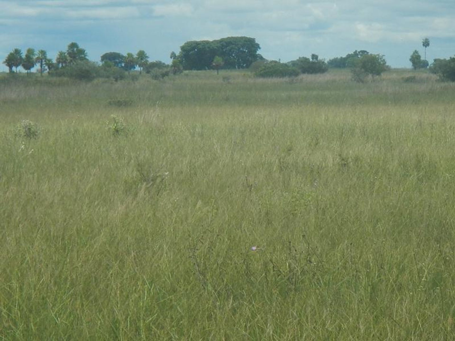 Otro en Caceres, Mato Grosso 11937574