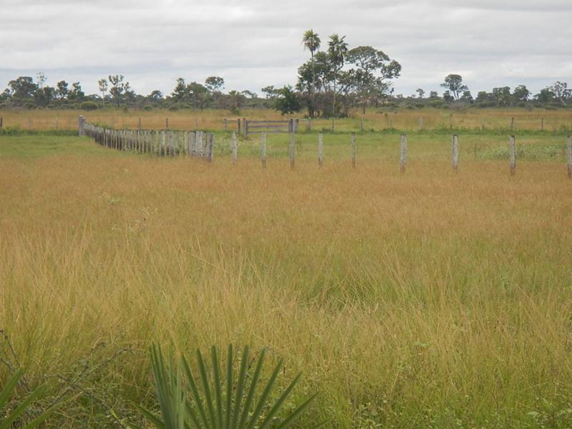 其他 在 , State of Mato Grosso 11937574