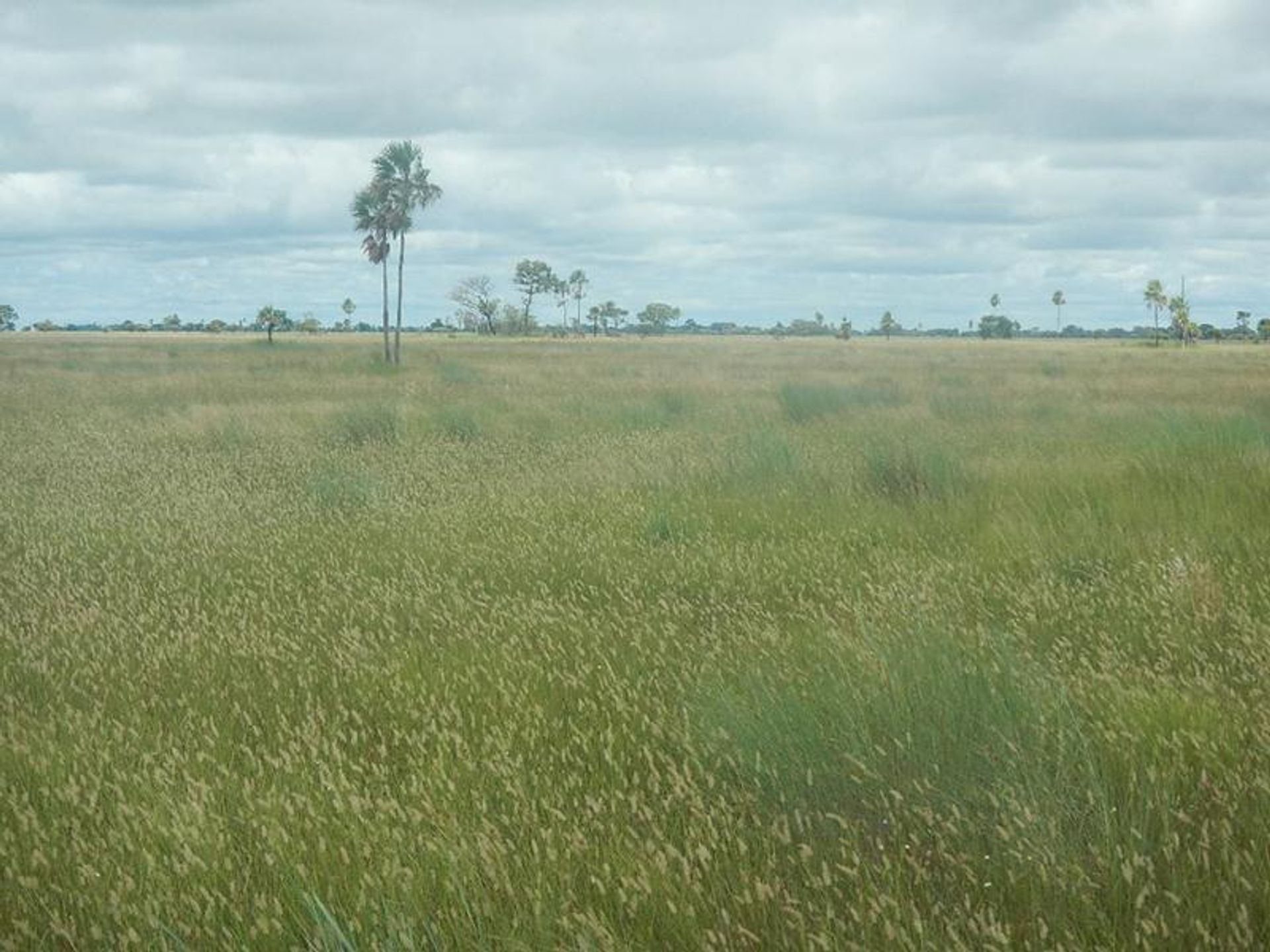 Andere im Cáceres, Mato Grosso 11937574