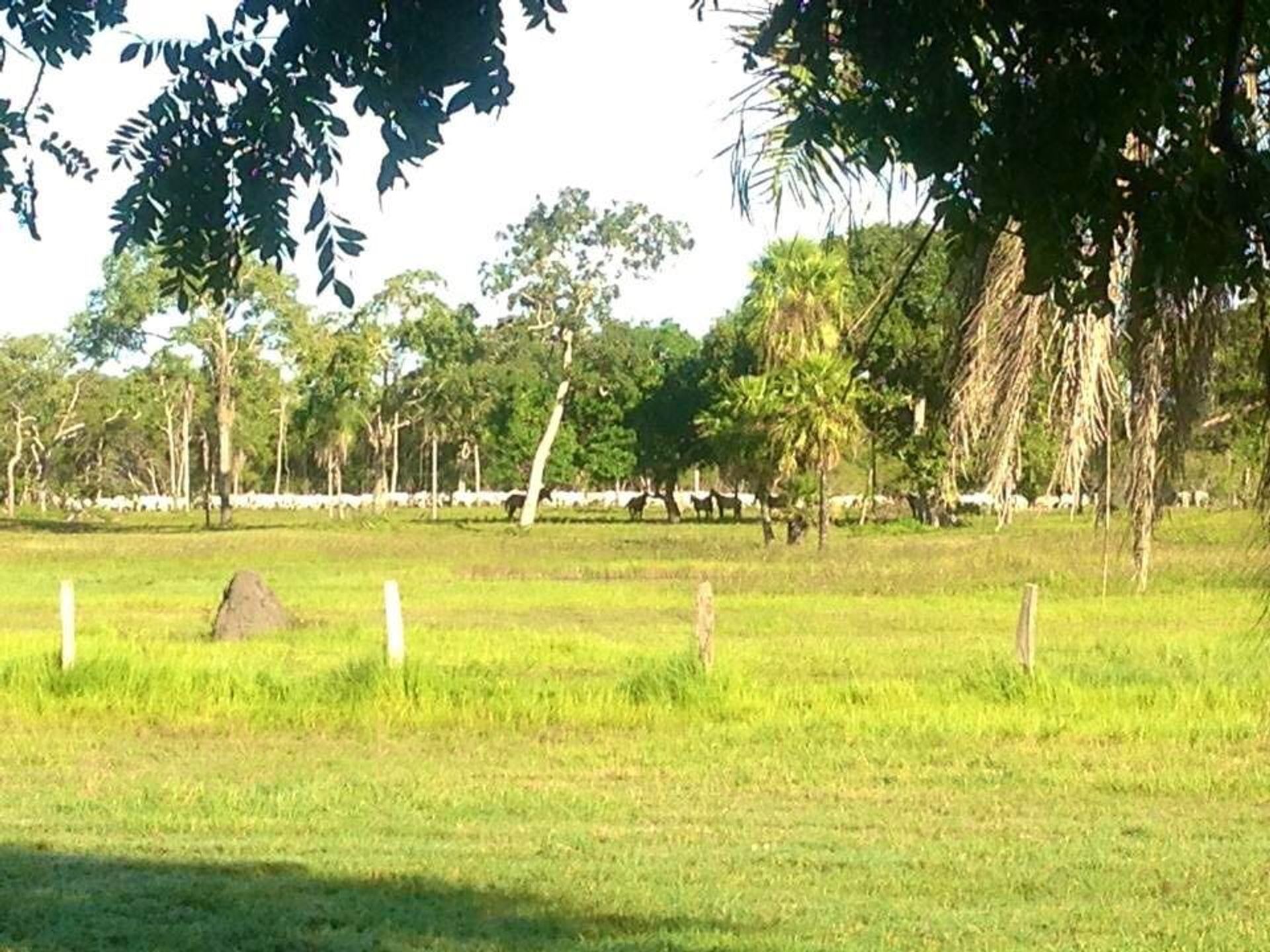 其他 在 Caceres, Mato Grosso 11945631