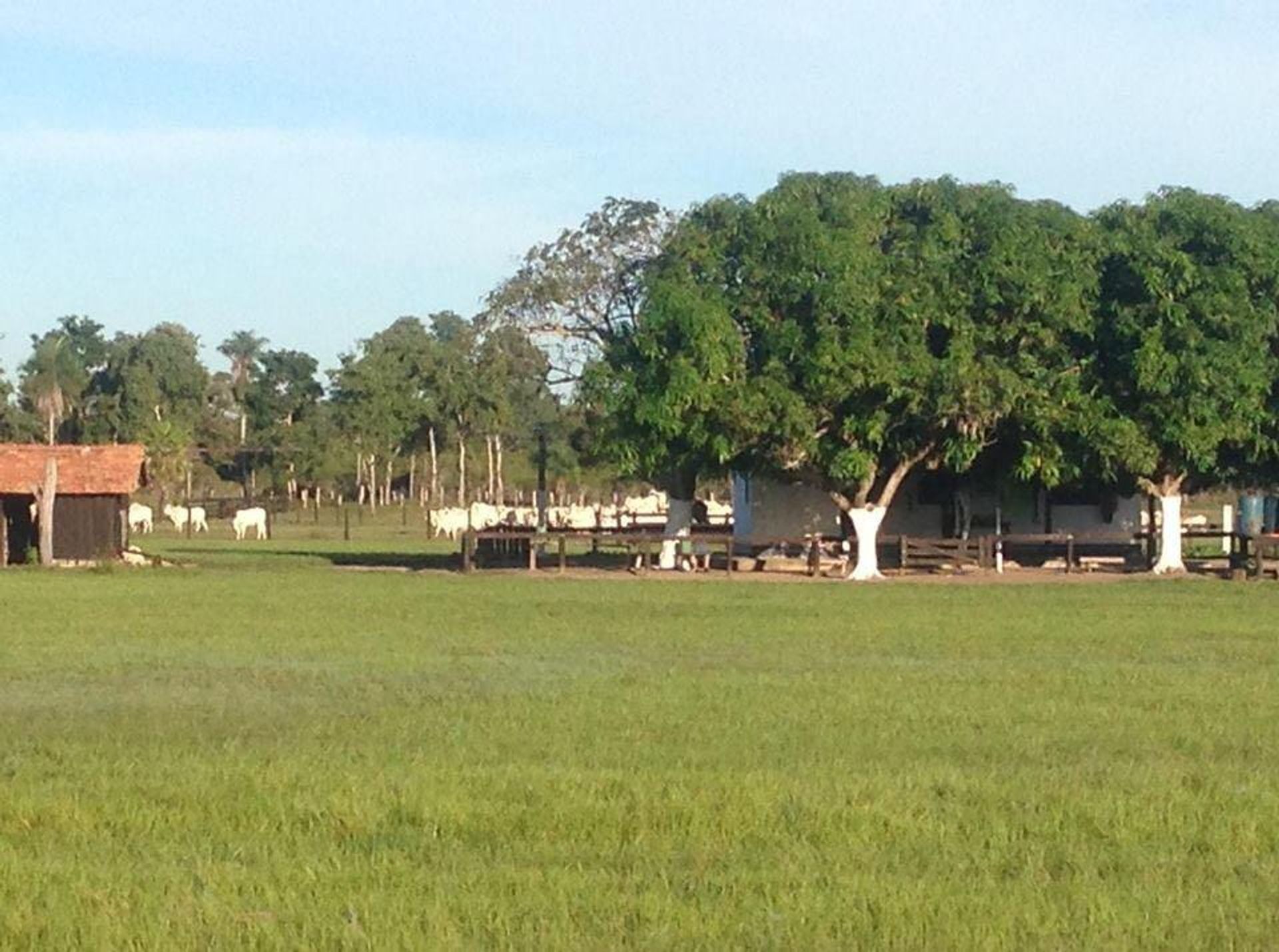 Інший в Caceres, Mato Grosso 11945631