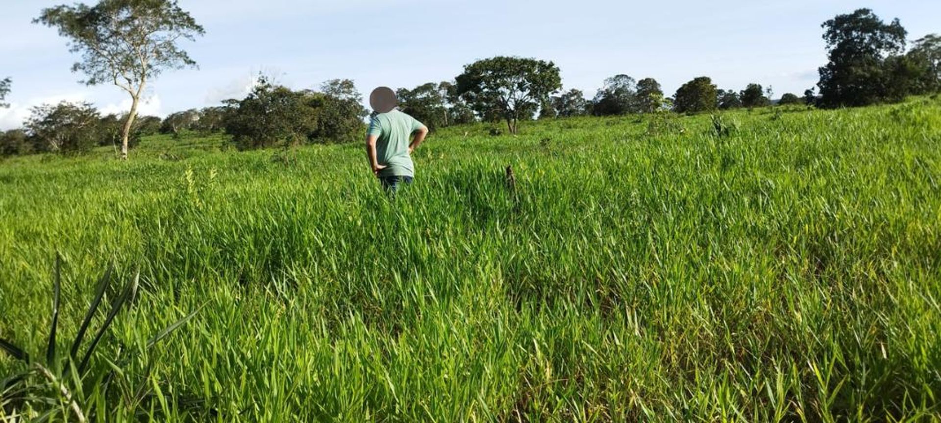 Lain di Nova Xavantina, Mato Grosso 11953210