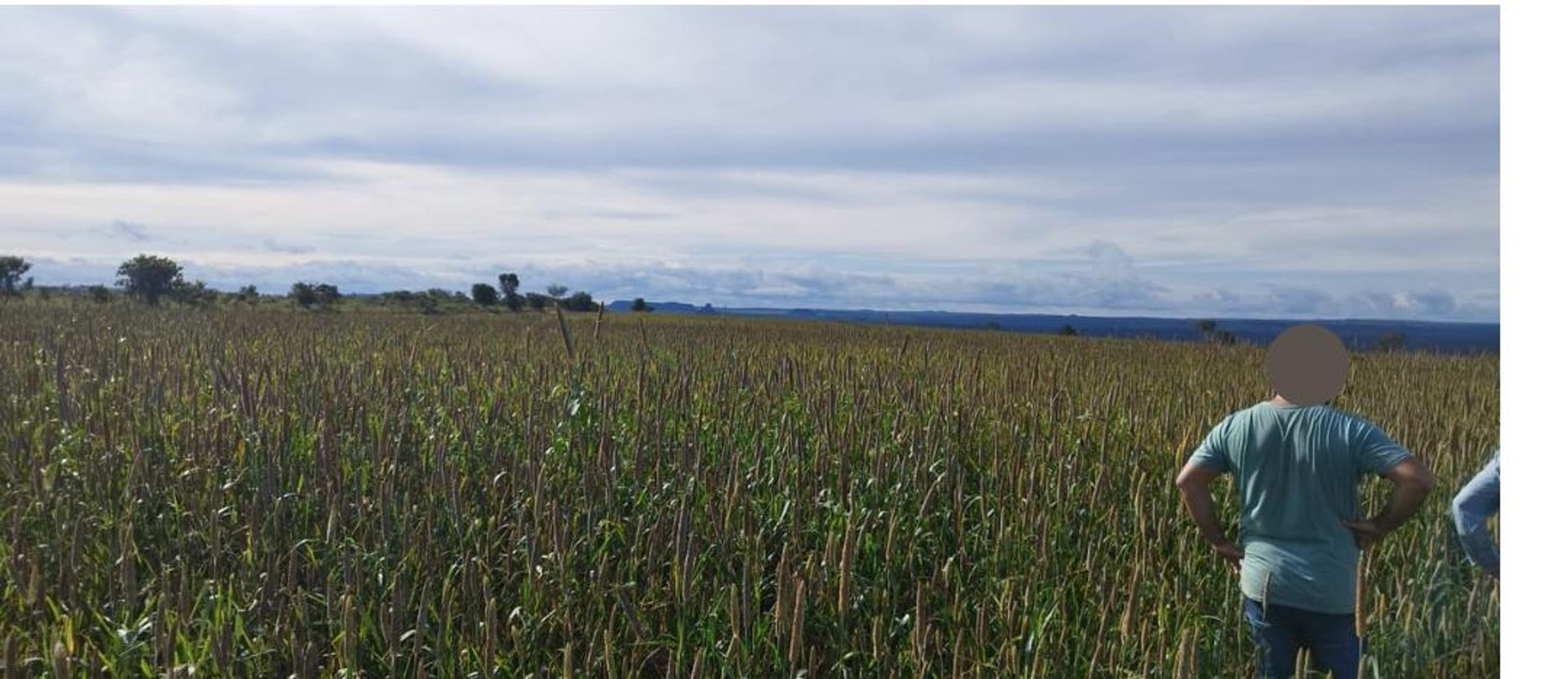 Lain di Nova Xavantina, Mato Grosso 11953210