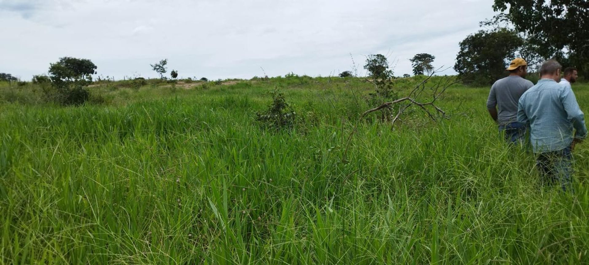 Altro nel Nova Xavantina, Mato Grosso 11953210