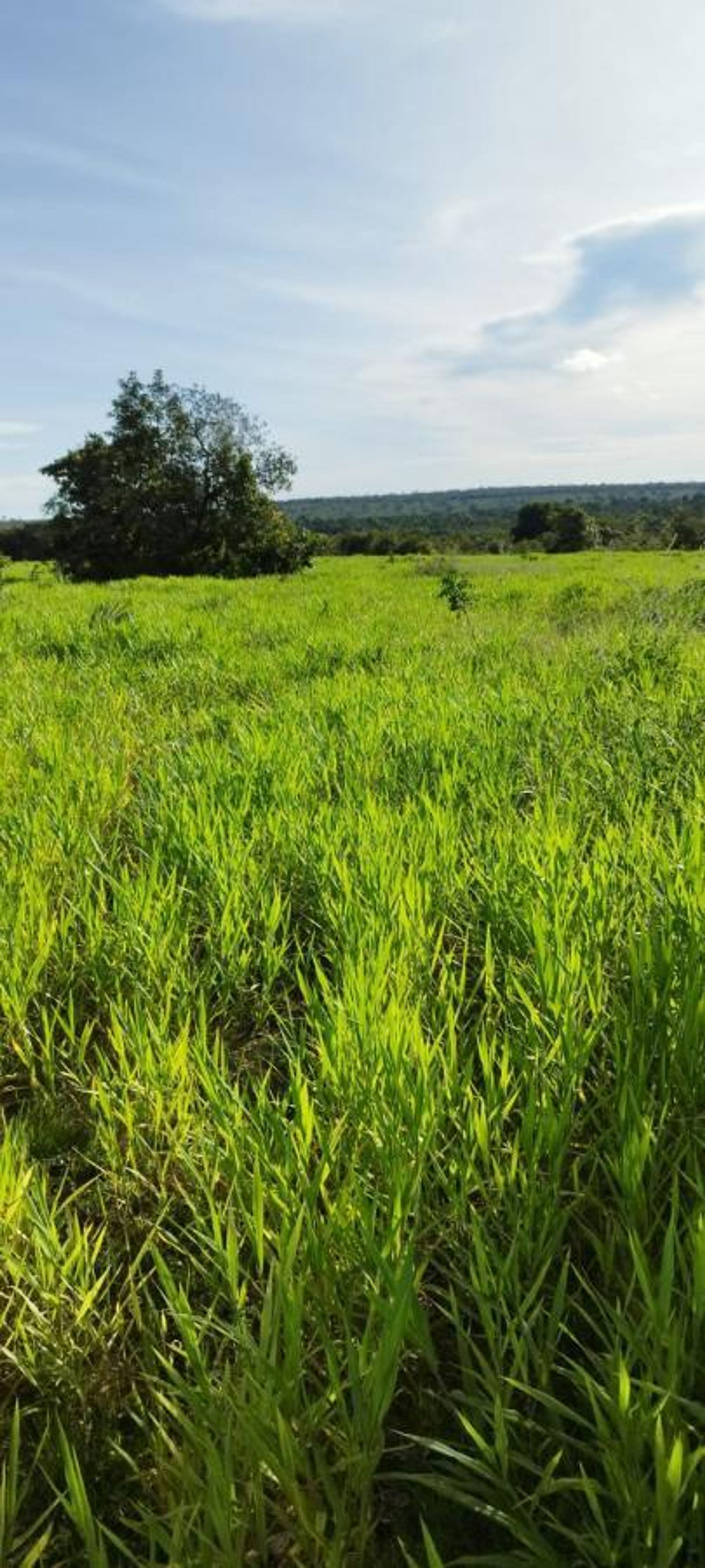 Altro nel Nova Xavantina, Mato Grosso 11953210