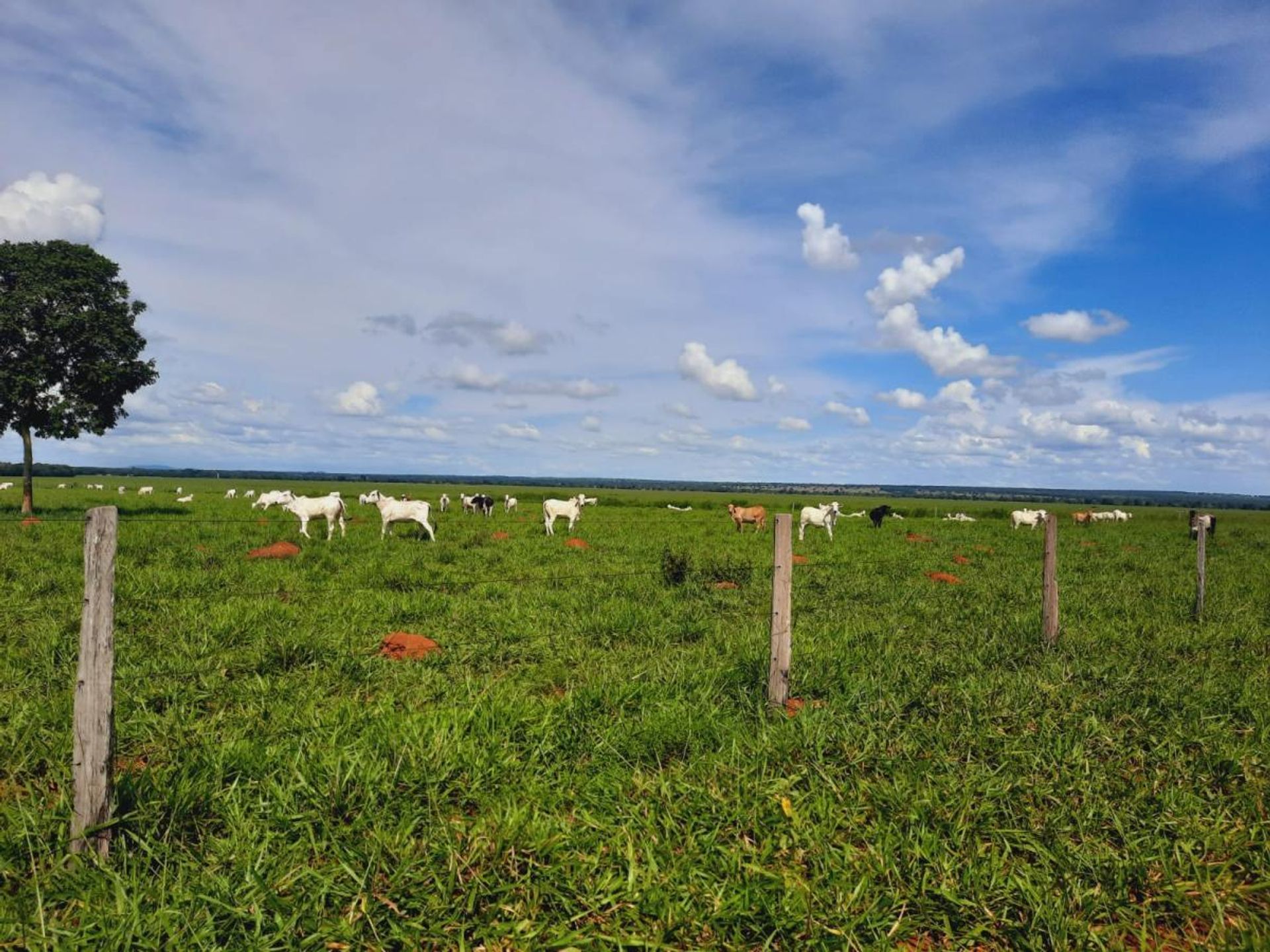 Annen i , State of Mato Grosso 11953213