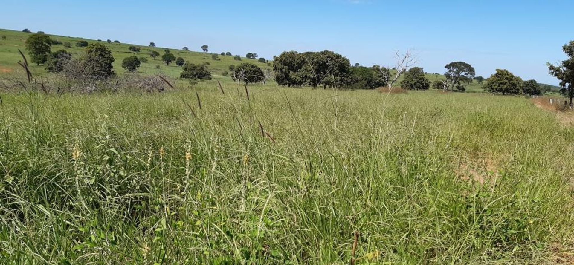 Autre dans Pedro Gomes, Mato Grosso do Sul 11953218