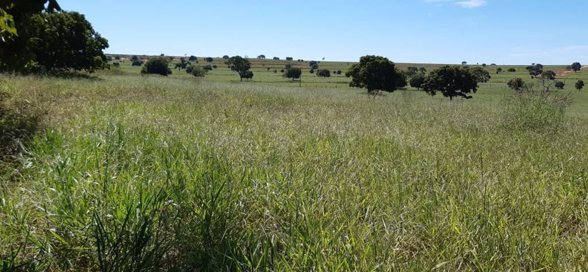 Annen i Pedro Gomes, Mato Grosso do Sul 11953218