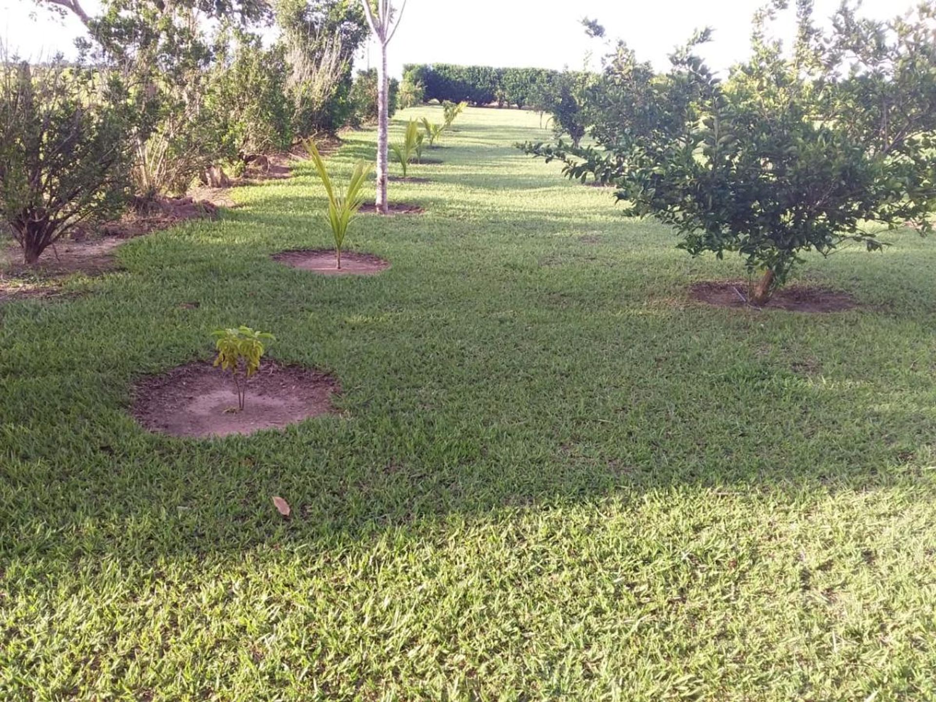 Otro en Cocalinho, Mato Grosso 11953221