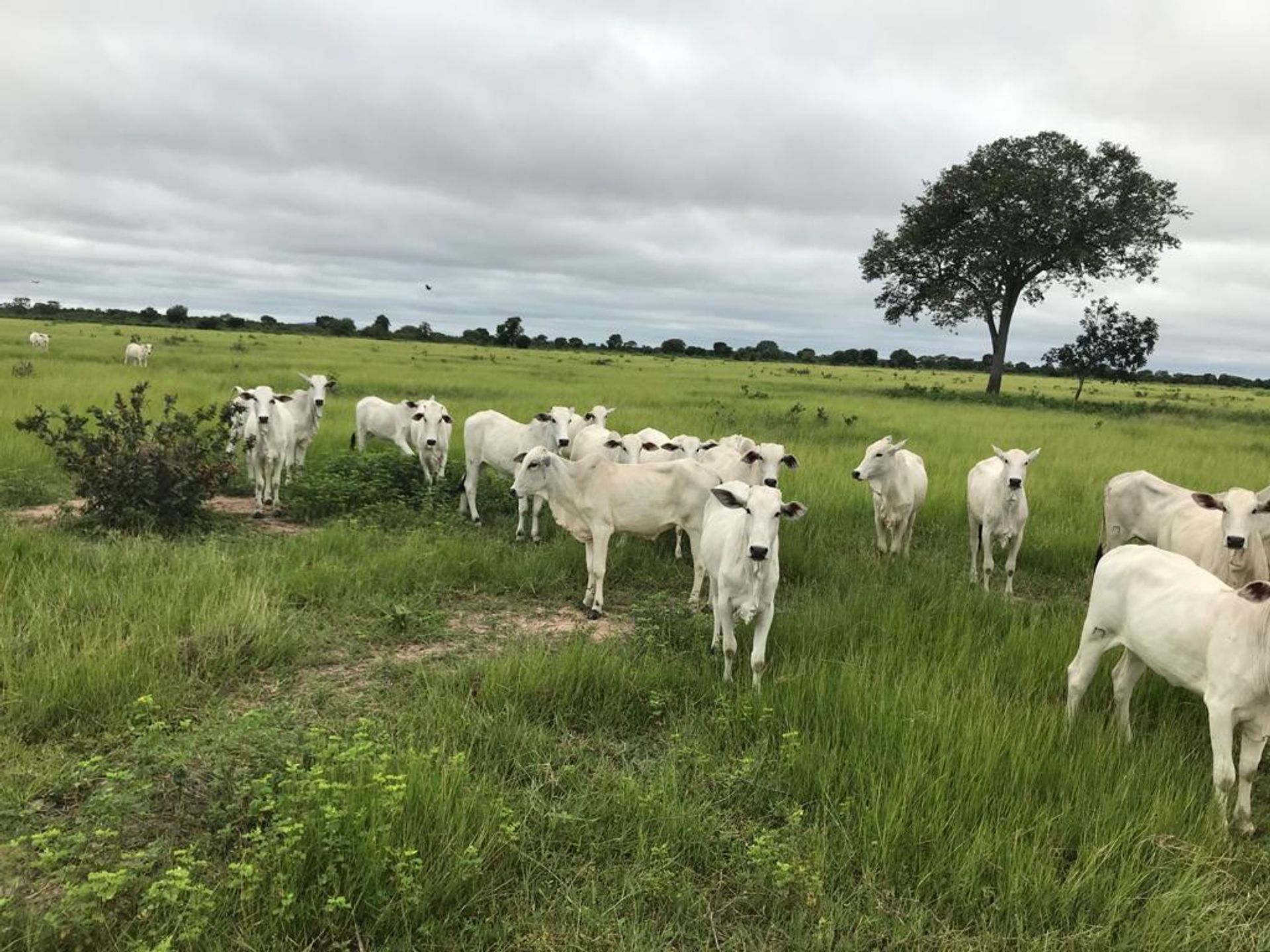 Otro en Cocalinho, Mato Grosso 11953221