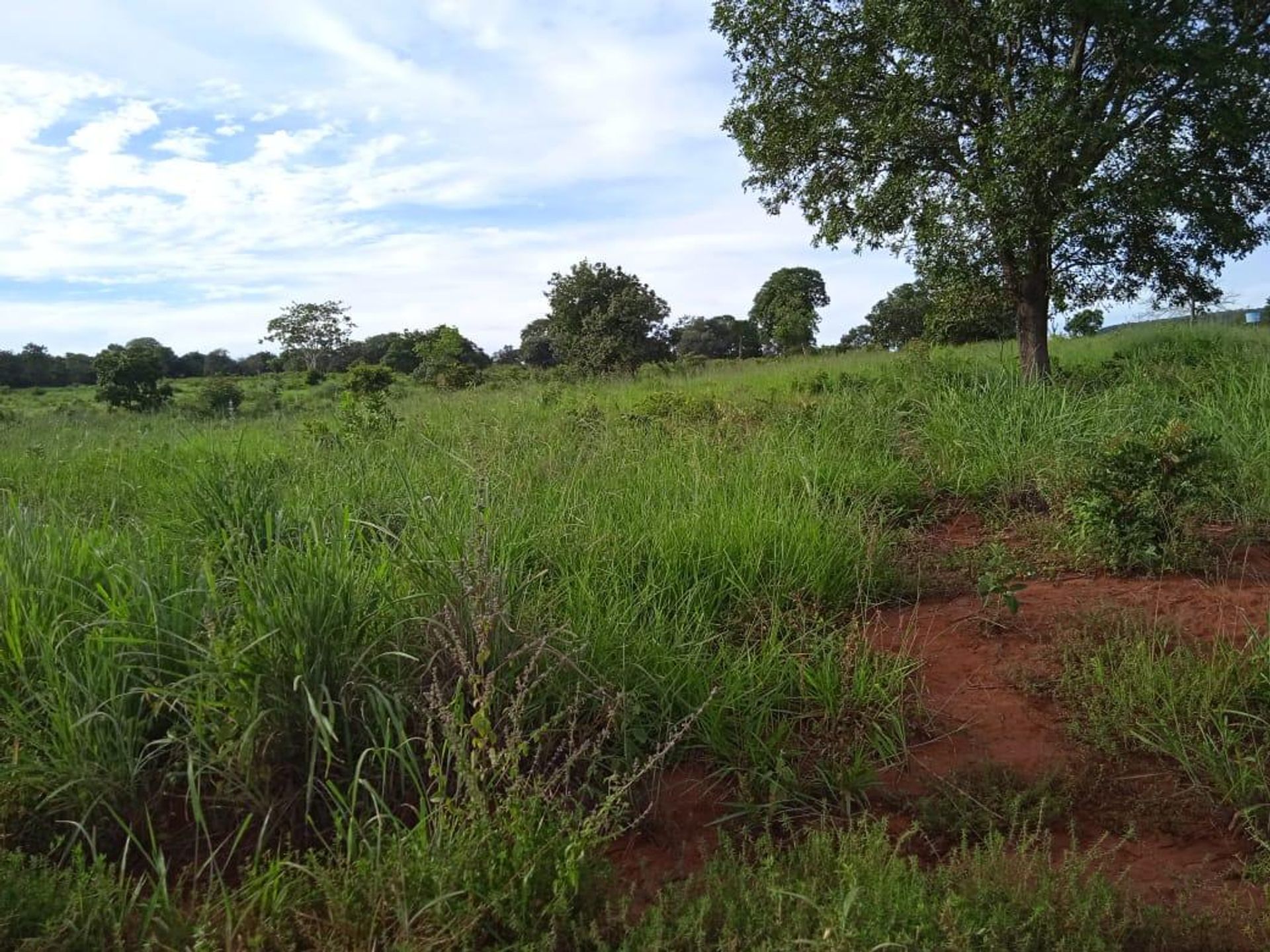 Autre dans , State of Goiás 11953222