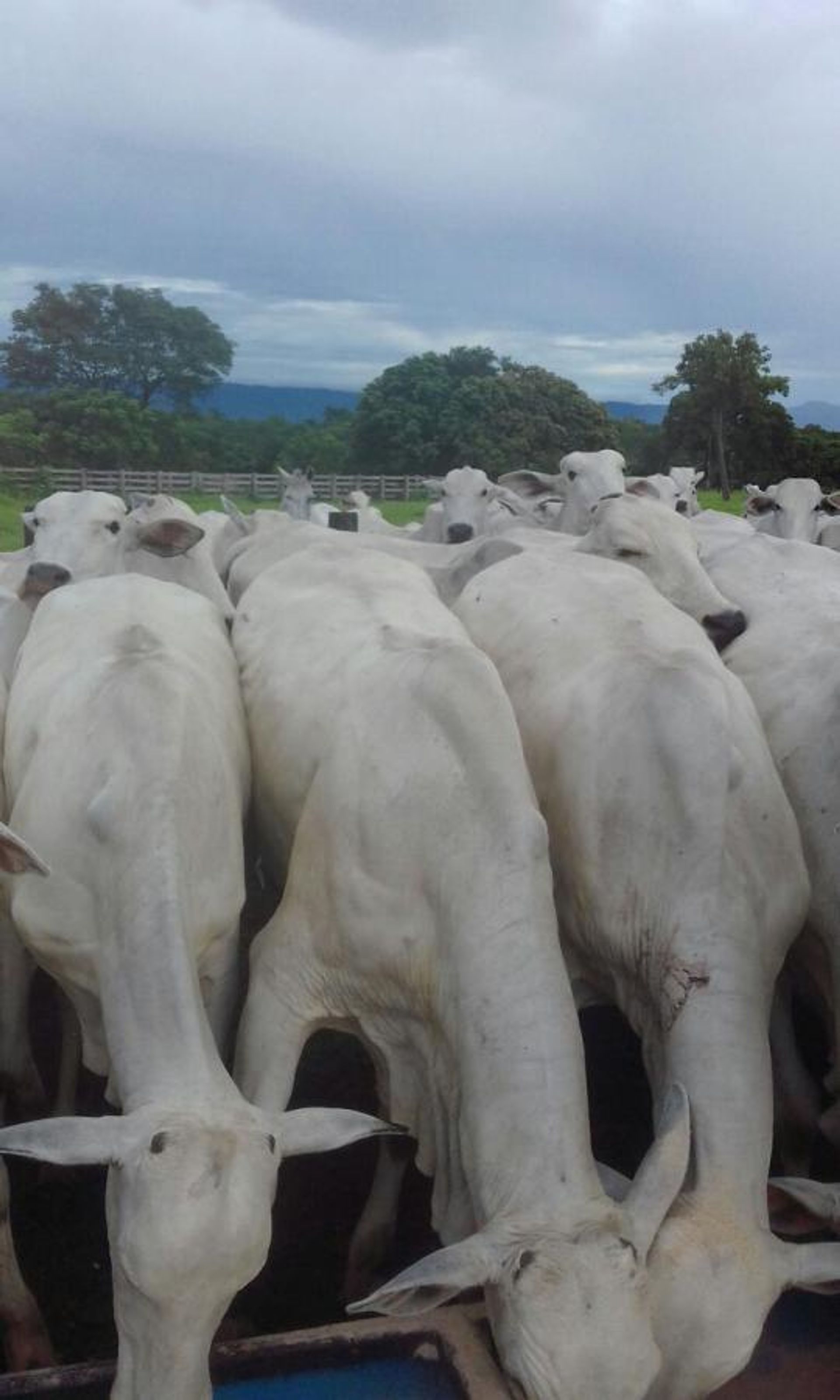 Autre dans Poconé, State of Mato Grosso 11953224