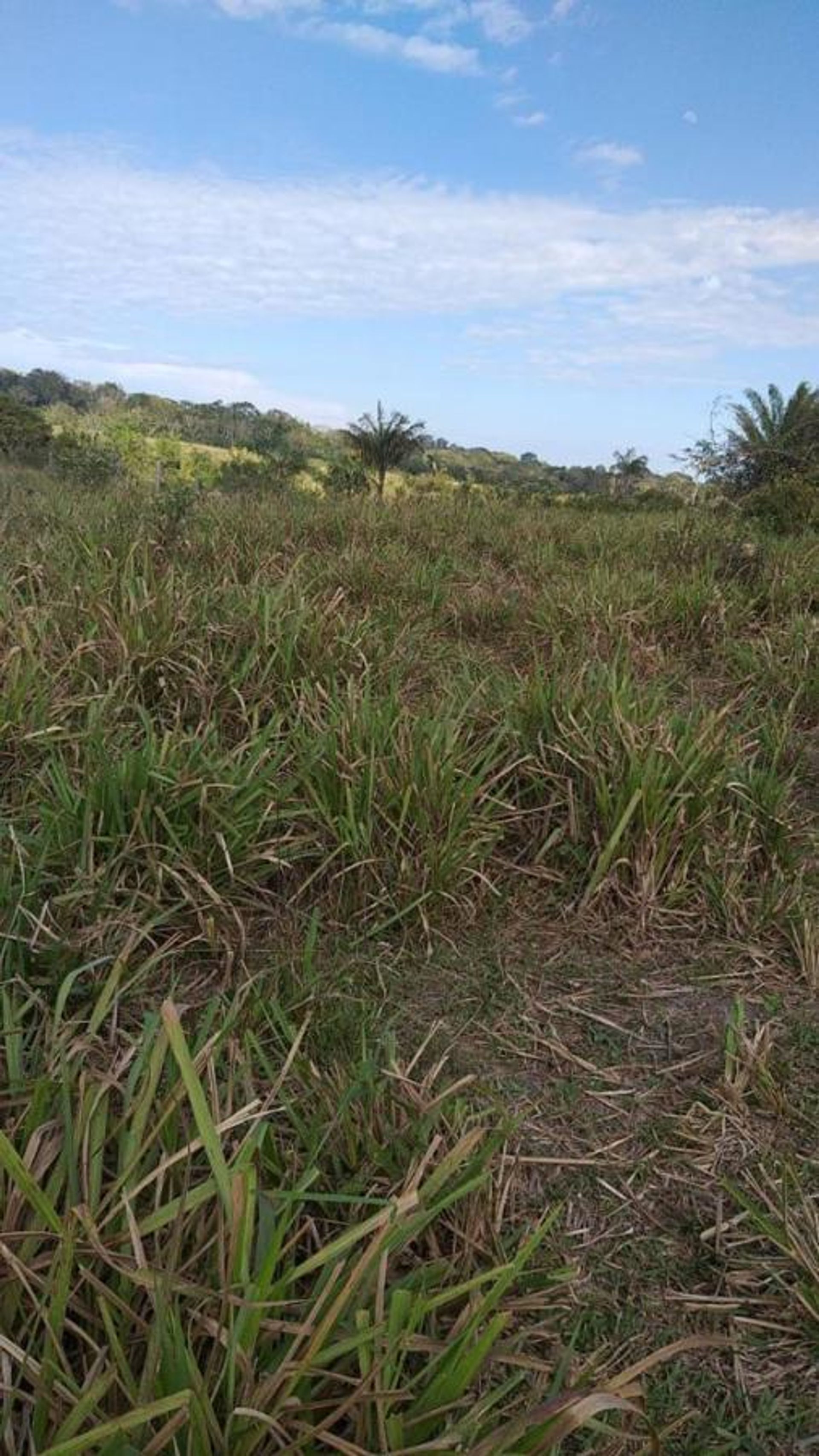 Autre dans Aripuana, Mato Grosso 11953226