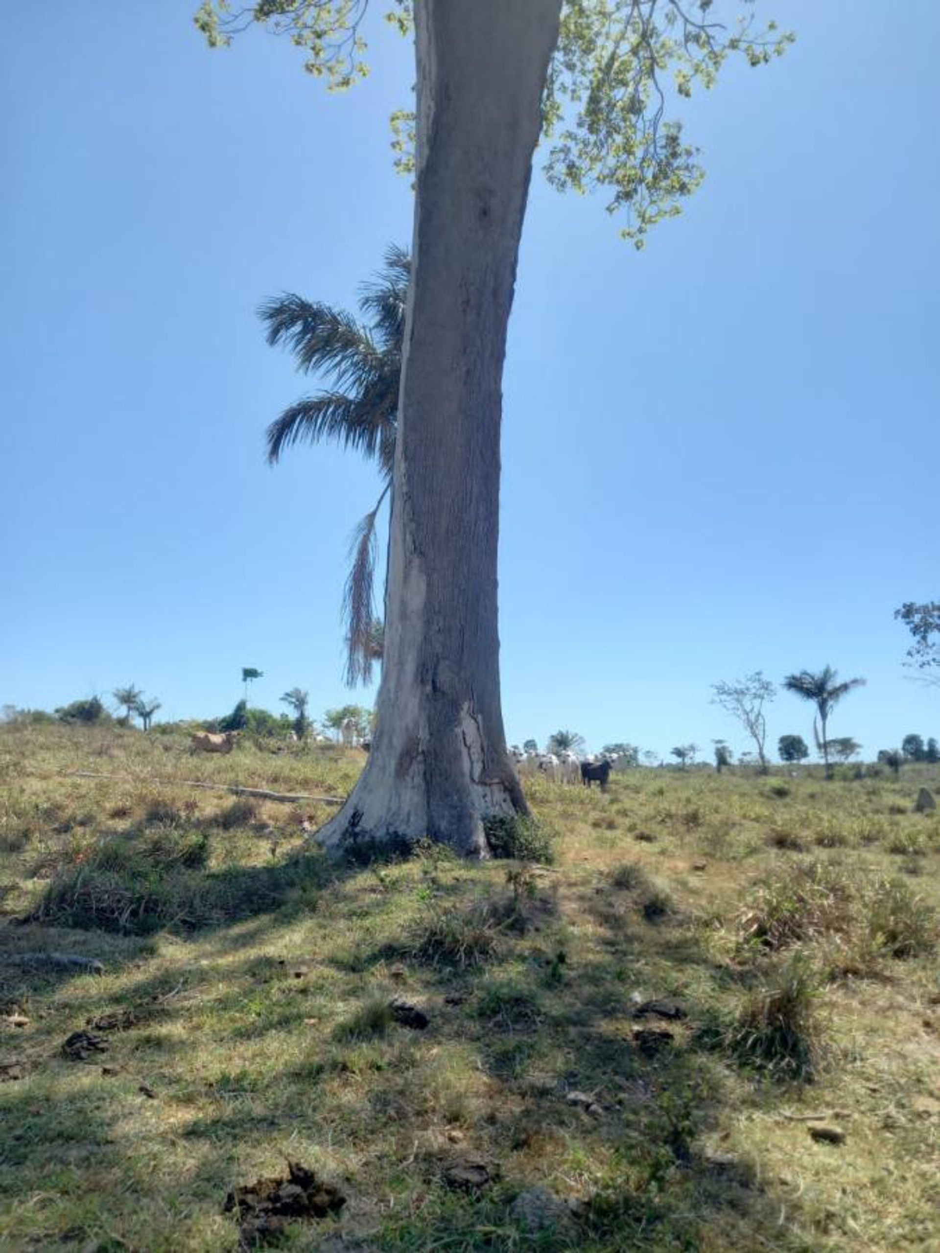 Annen i , State of Mato Grosso 11953226