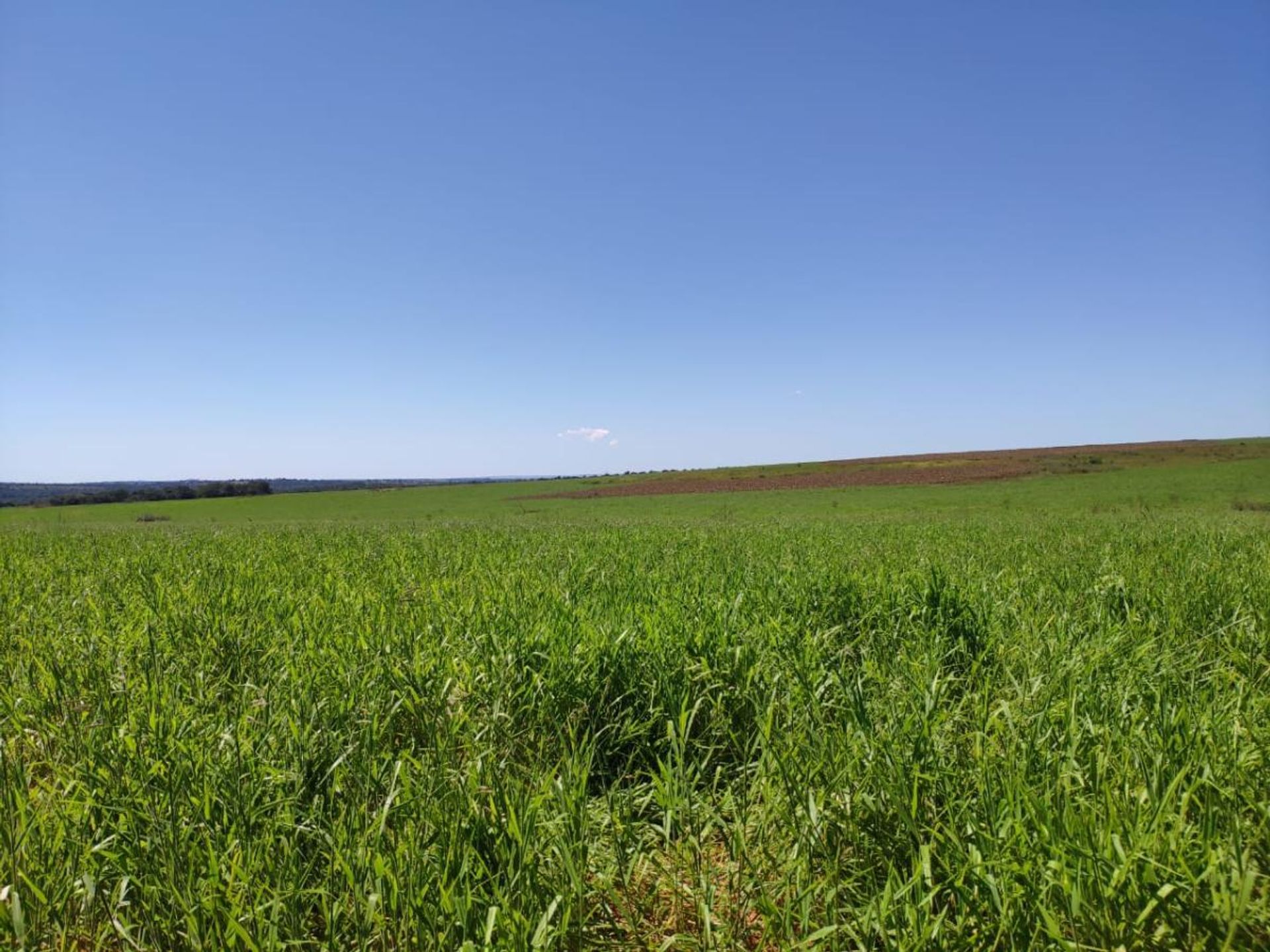 Andet i Barra do Garcas, Mato Grosso 11959644