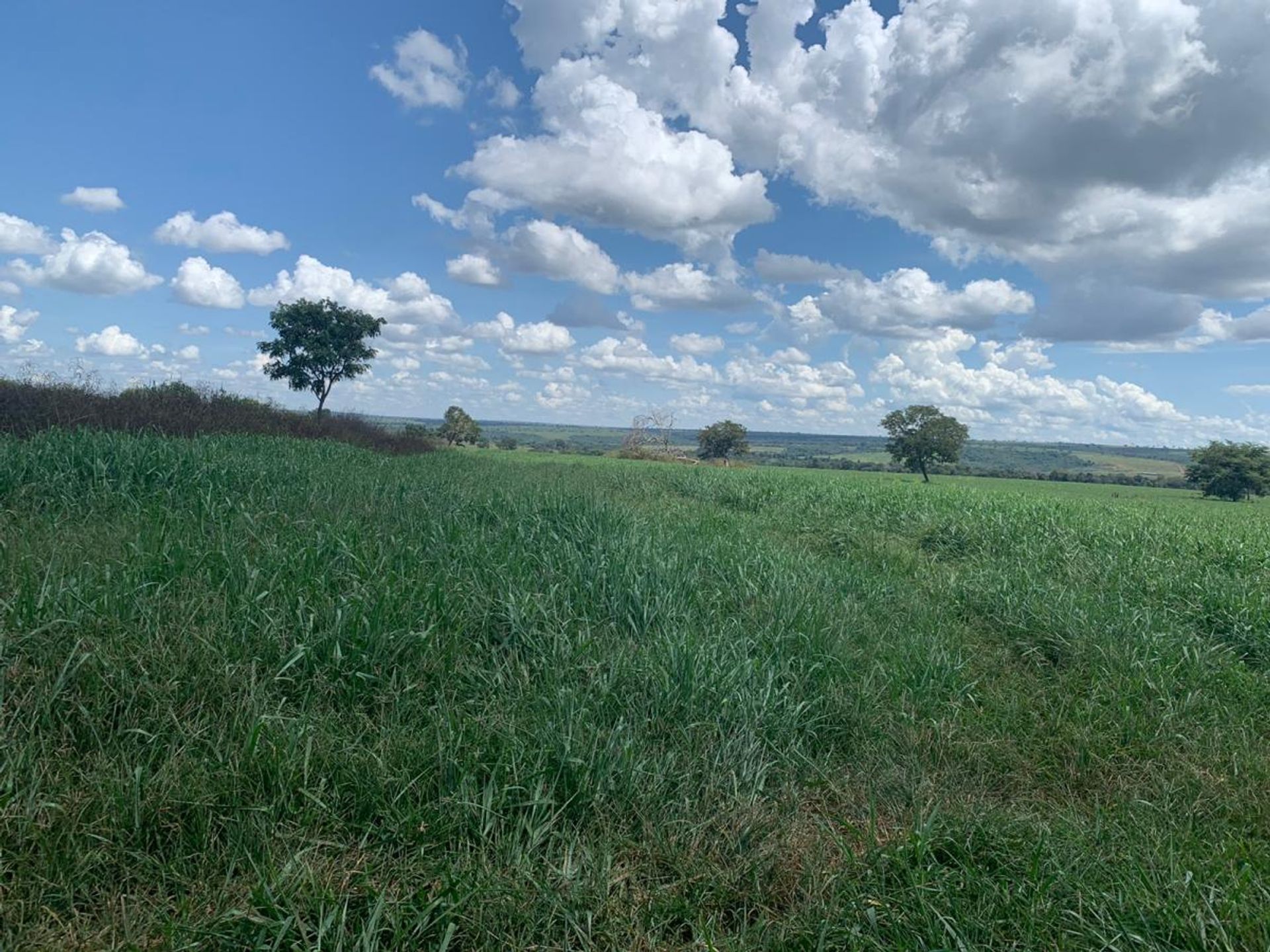 其他 在 Barra do Garças, State of Mato Grosso 11959644