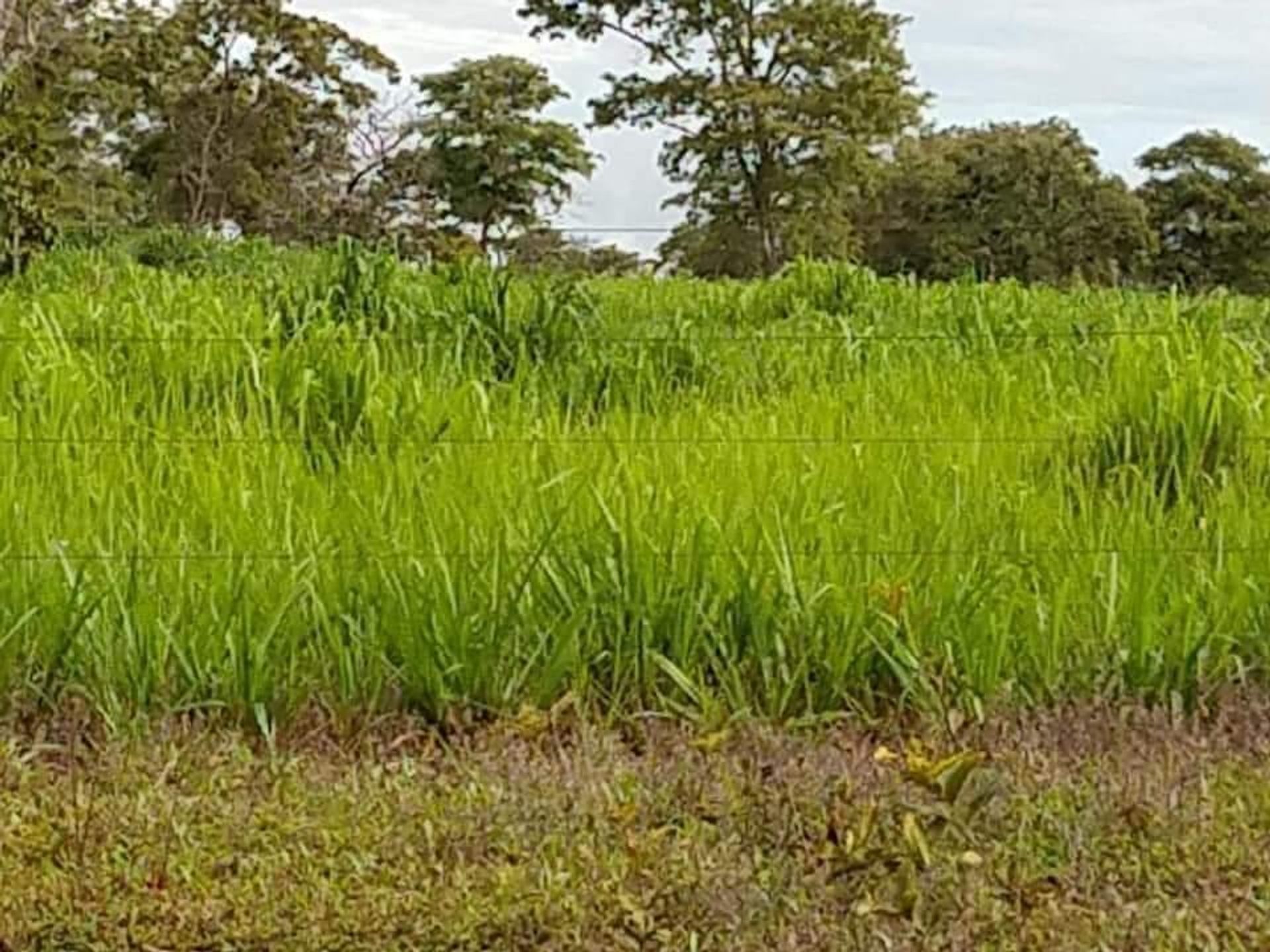 Otro en Barra do Garças, State of Mato Grosso 11959649