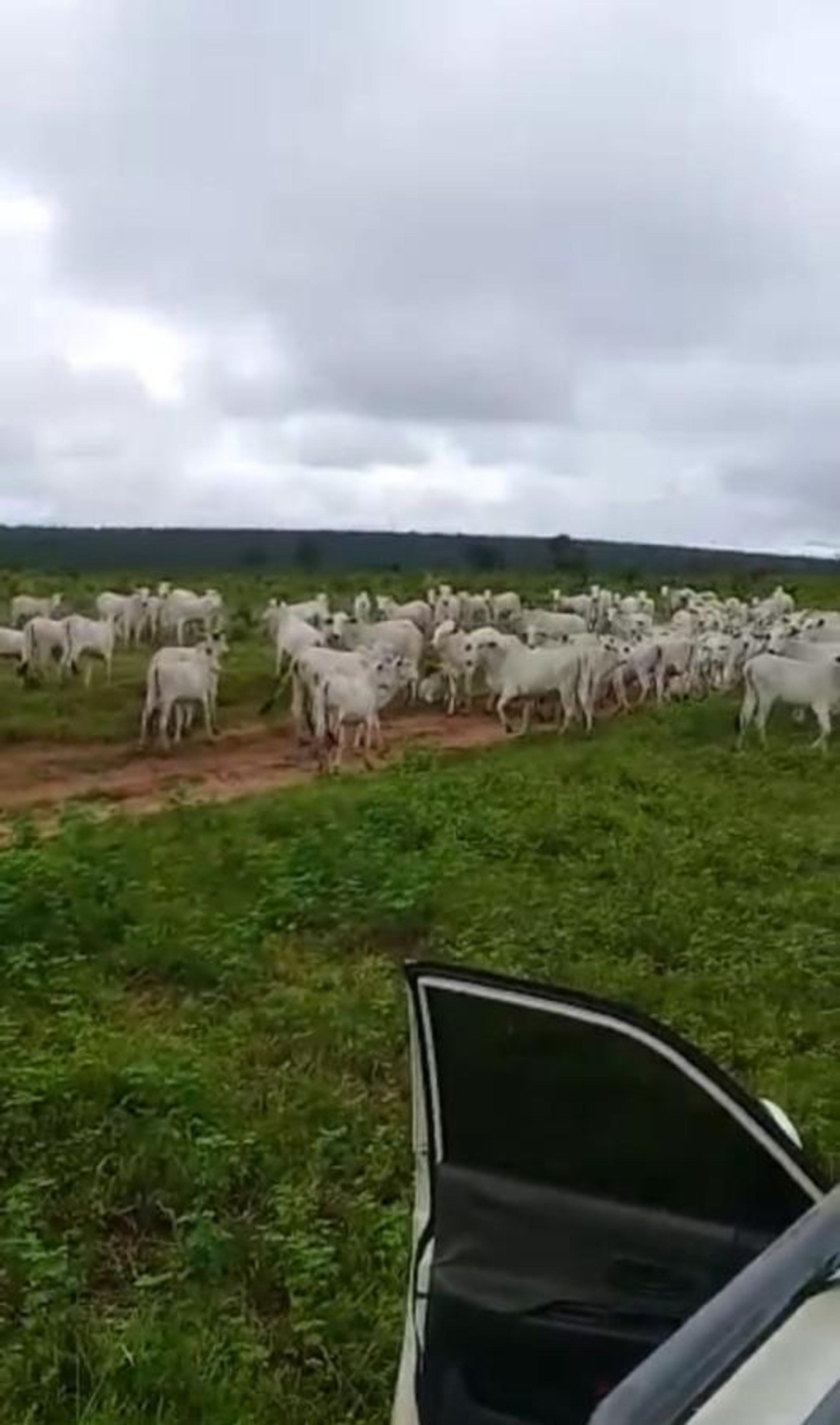 Andere im Colonia Merure, Mato Grosso 11959650