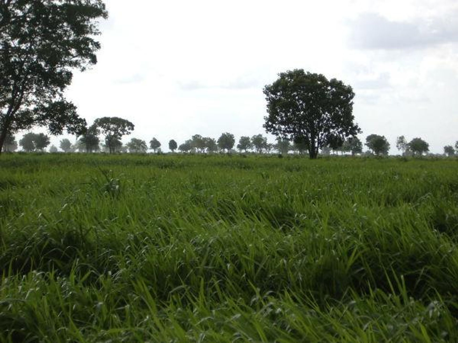 Altro nel Nova Xavantina, Mato Grosso 11959653