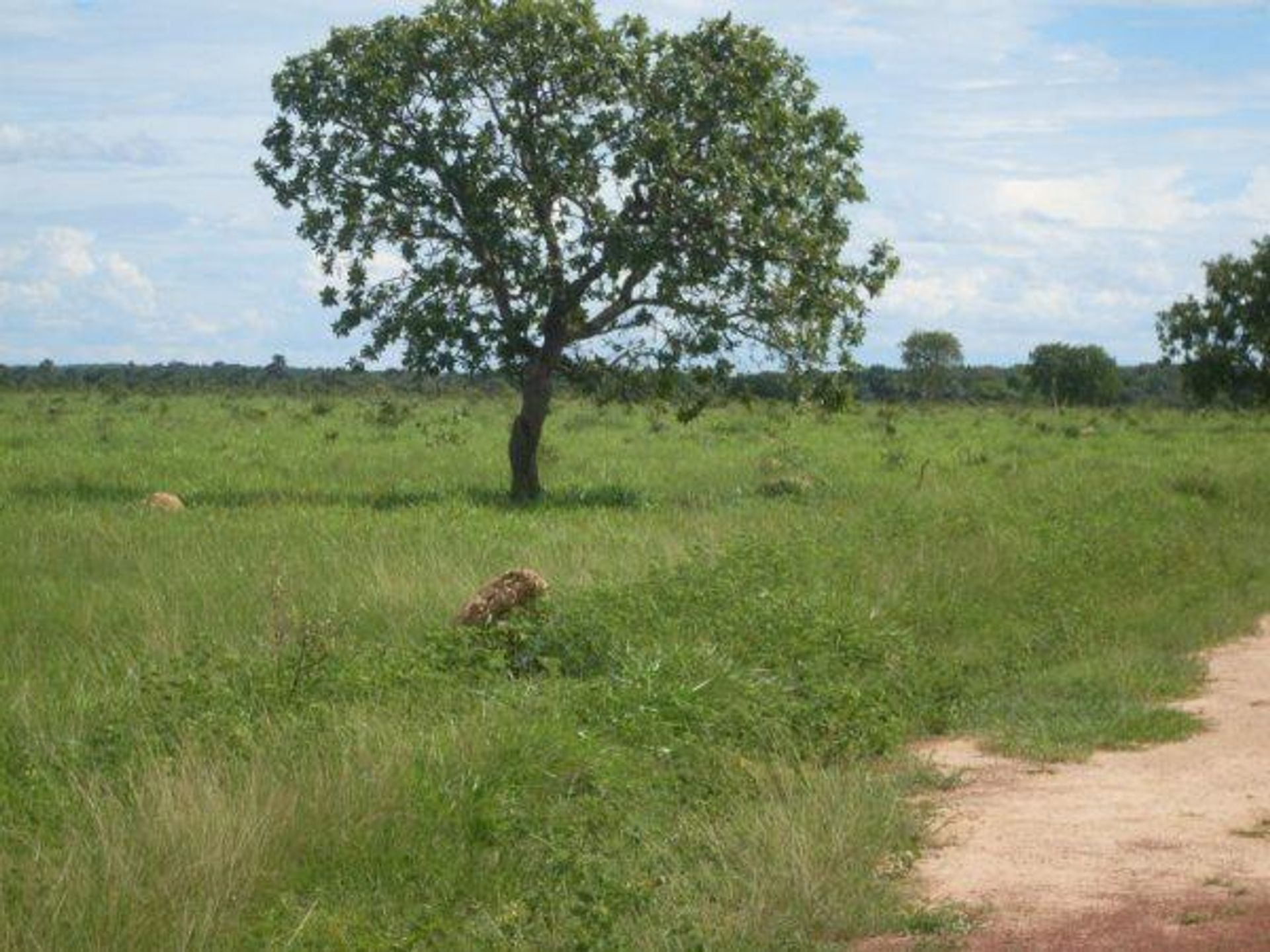 Inny w Nova Xavantina, State of Mato Grosso 11959653