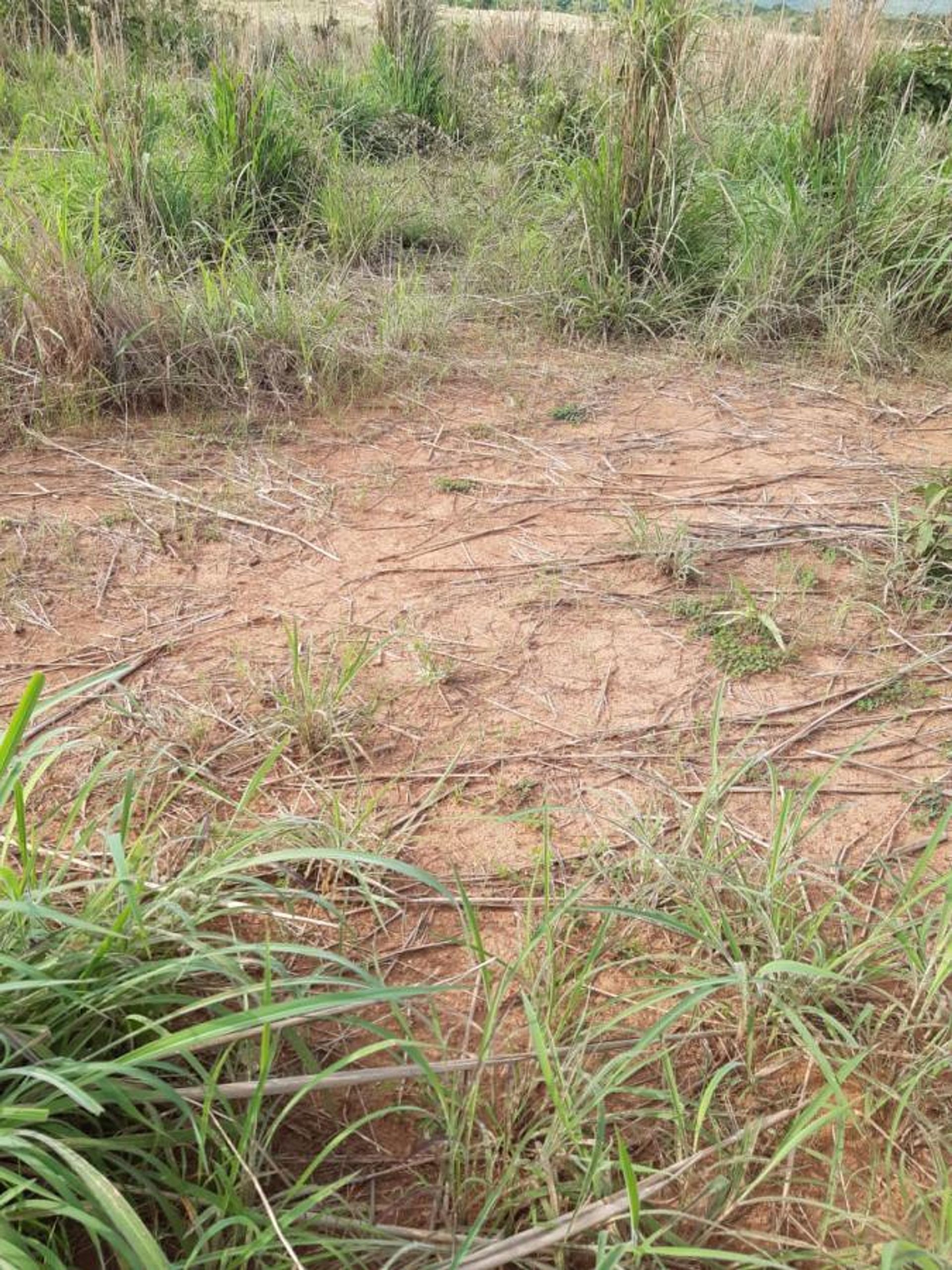 Yang lain dalam Planalto da Serra, Mato Grosso 11959655