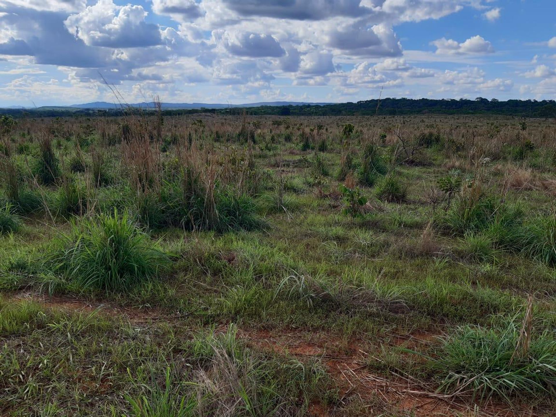 Yang lain dalam Planalto da Serra, Mato Grosso 11959655