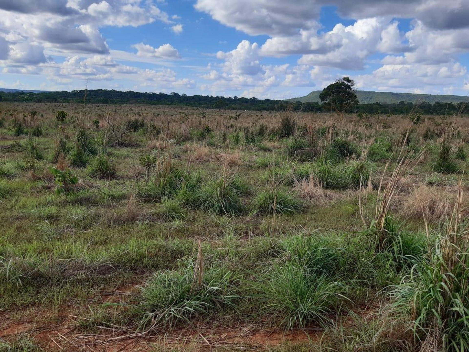 Lain di Planalto da Serra, Mato Grosso 11959655