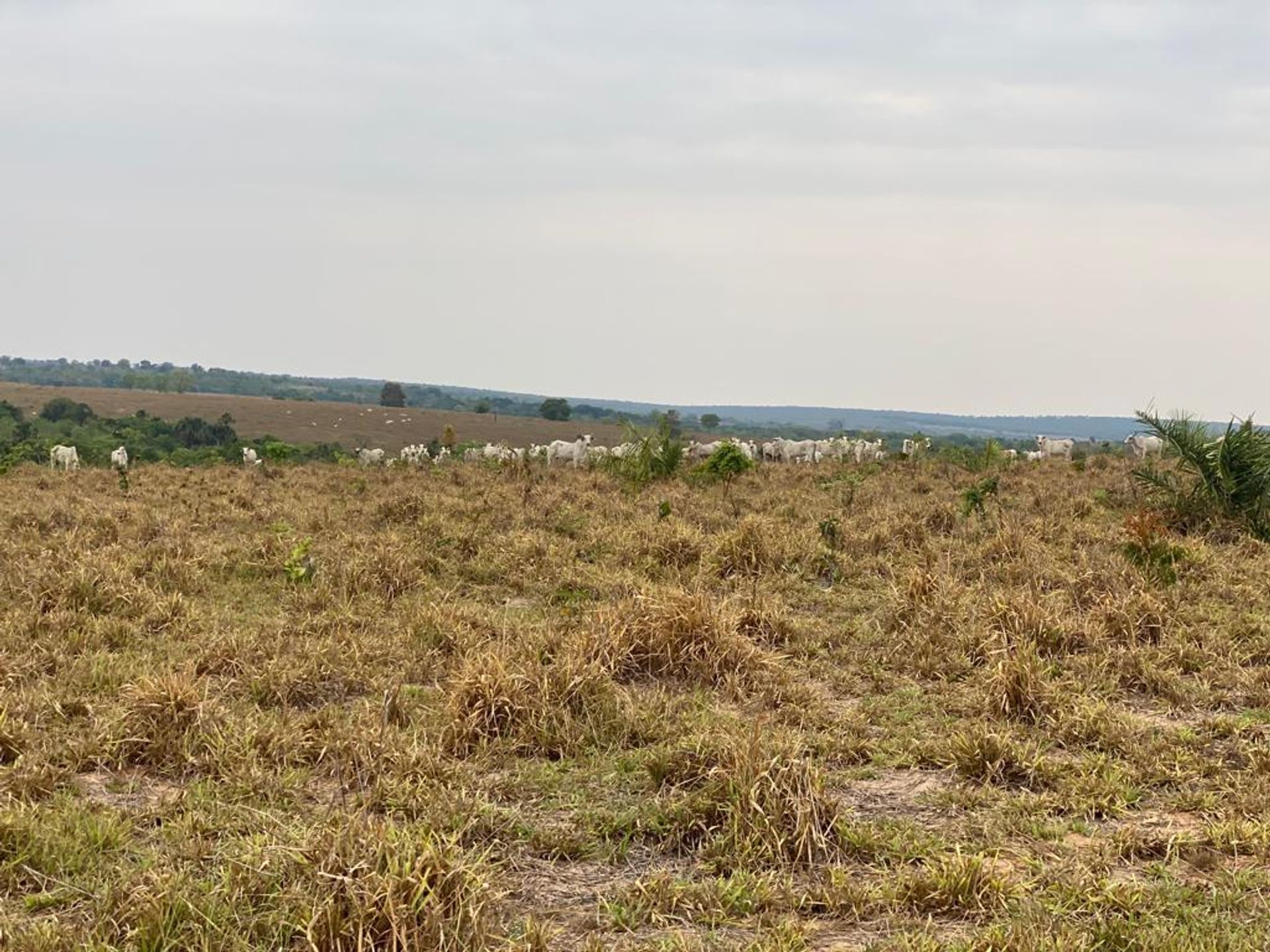 Інший в , Mato Grosso 11959656