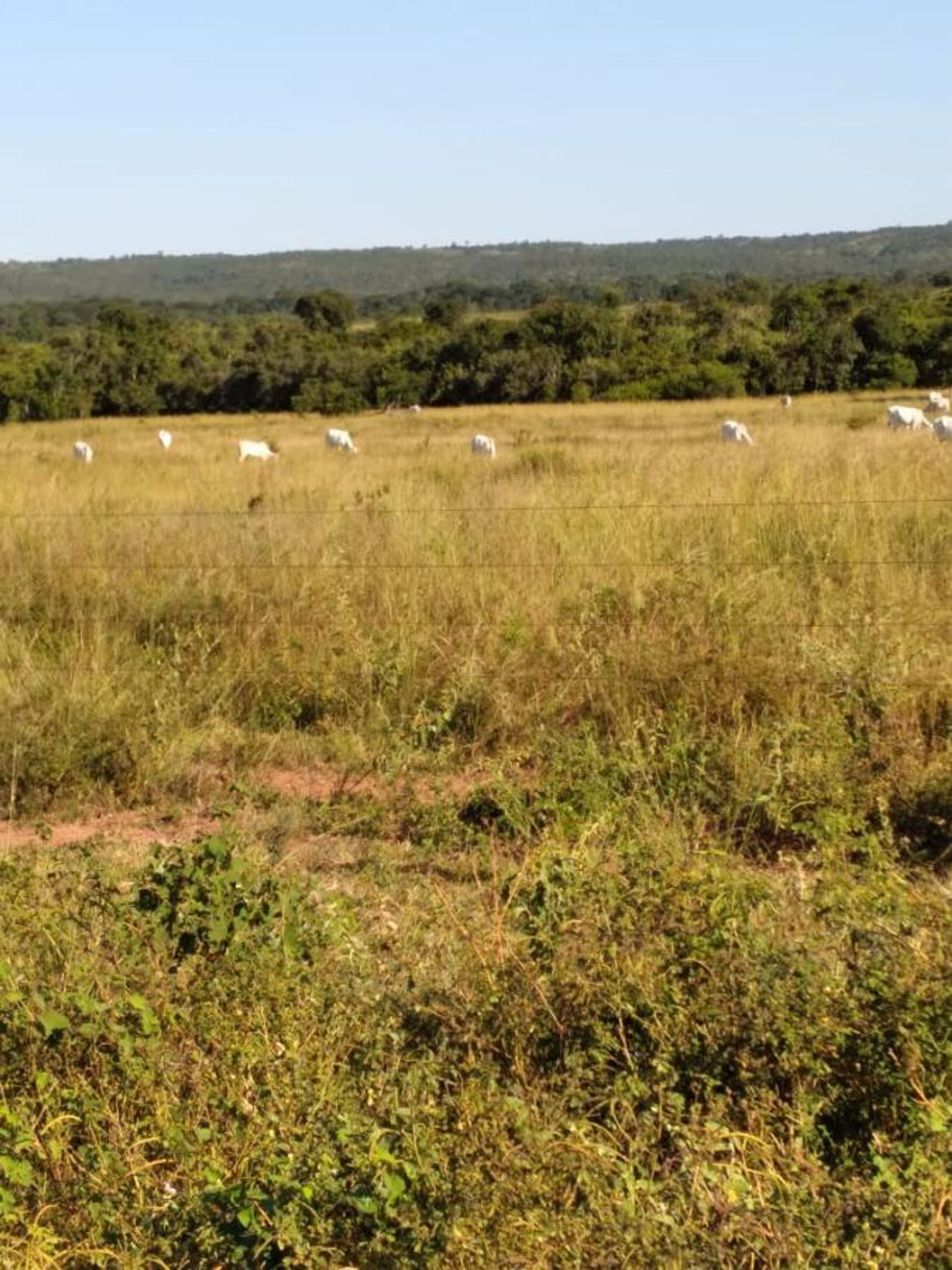 Yang lain dalam Canarana, Mato Grosso 11959657