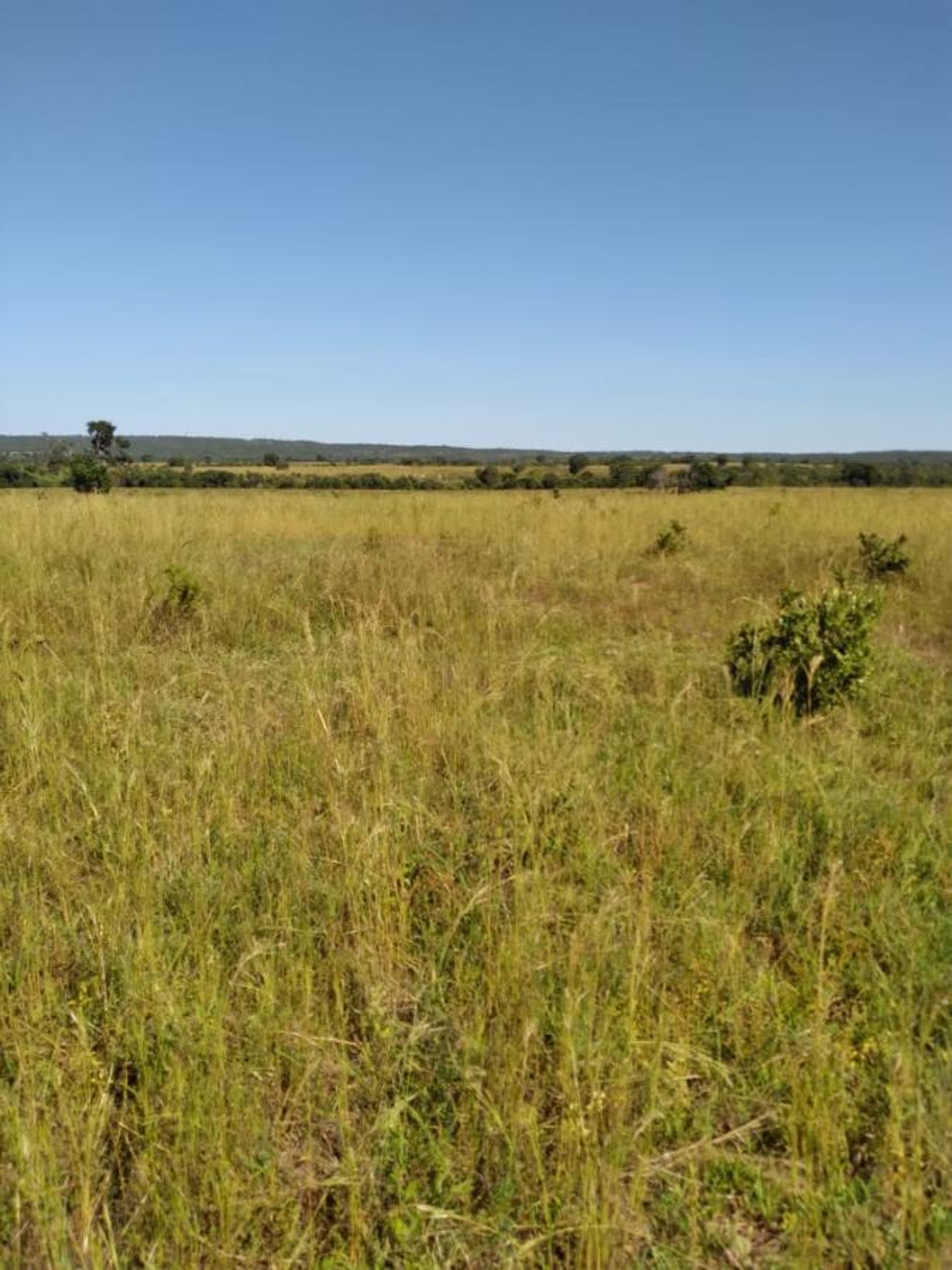 Autre dans Canarana, Mato Grosso 11959657