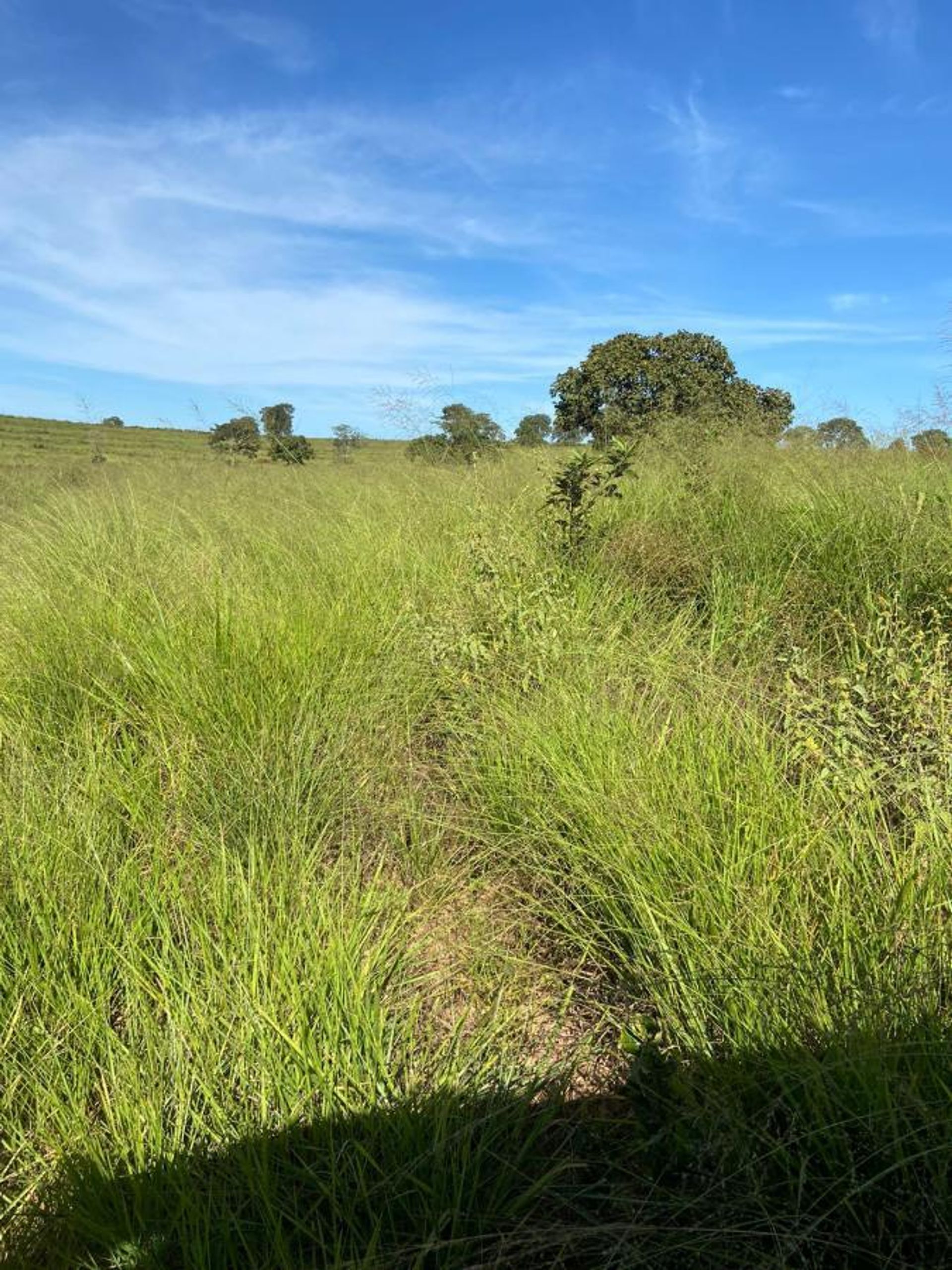 Muu sisään Colonia Merure, Mato Grosso 11959658