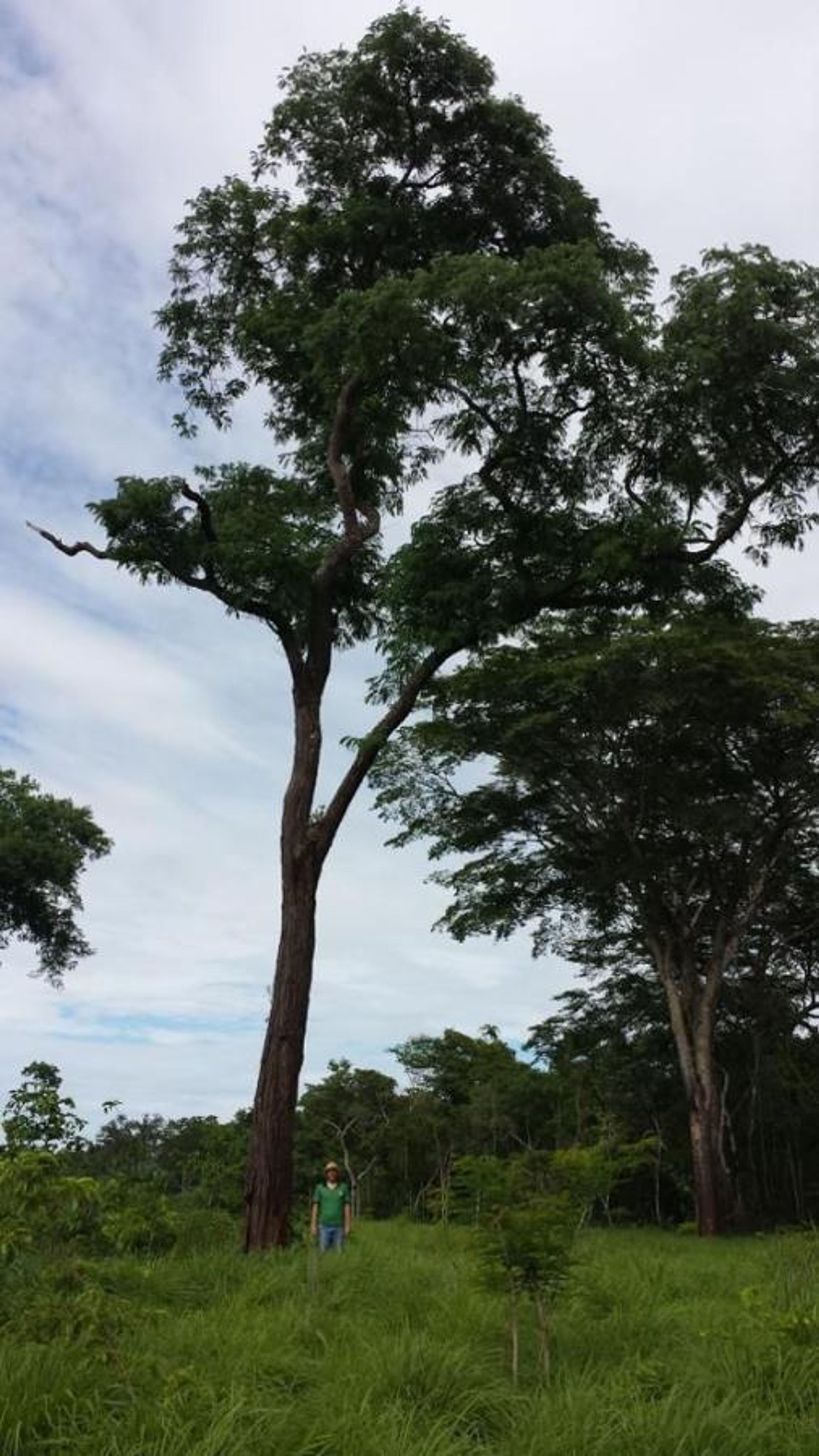 Autre dans Santo Antônio do Leste, State of Mato Grosso 11959658