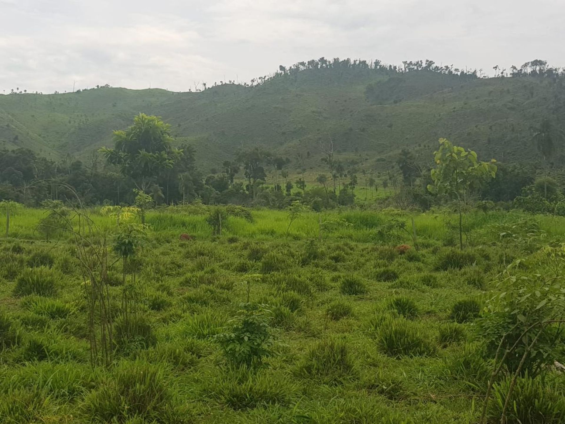 Outro no Vila Rica, Mato Grosso 11959659