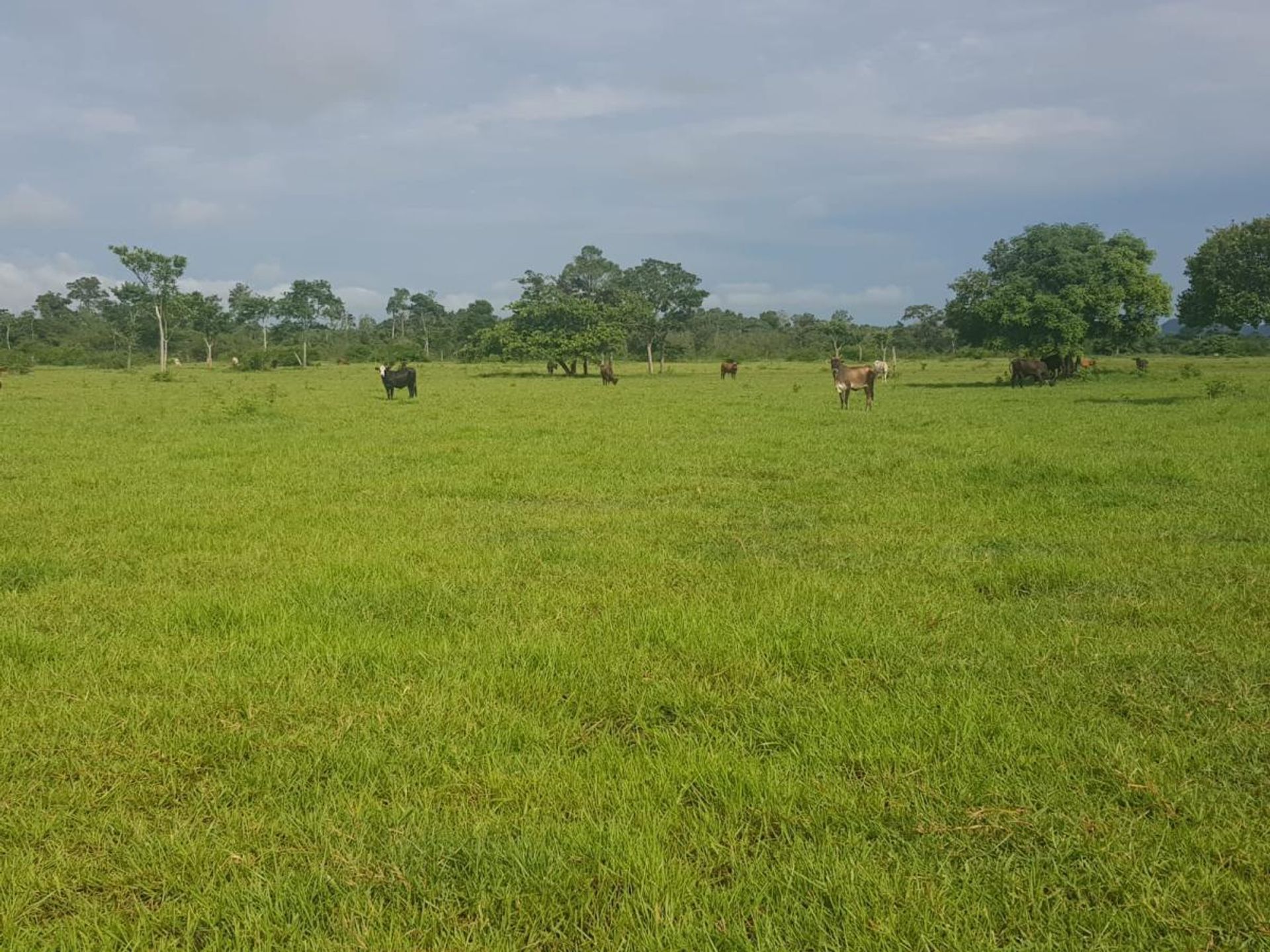 Другой в Vila Rica, Mato Grosso 11959659