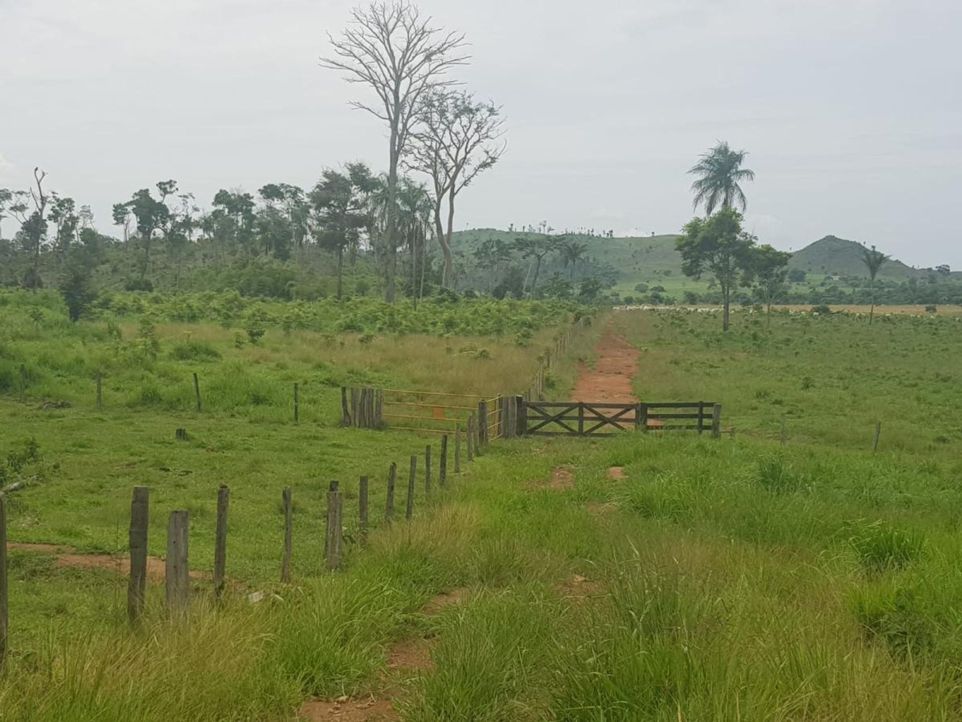 Andere im Vila Rica, Mato Grosso 11959659