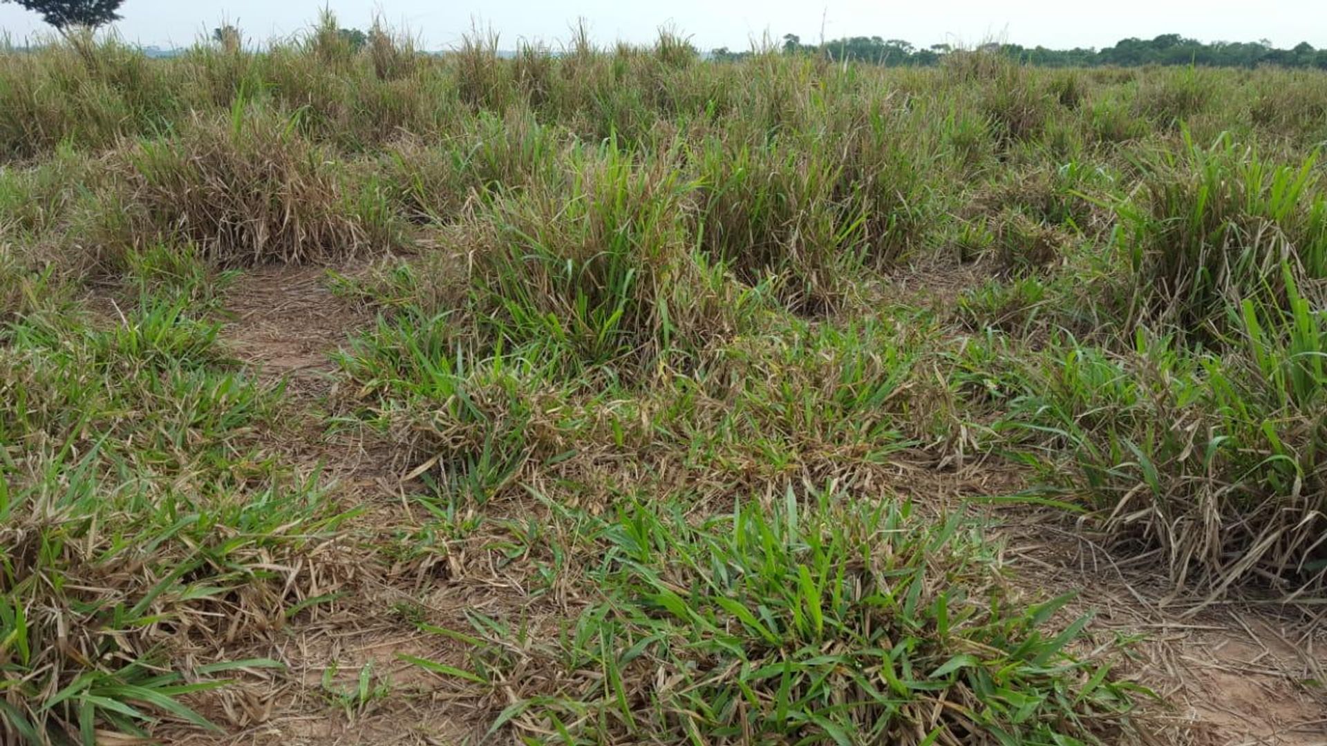 Otro en Nobres, Mato Grosso 11959661