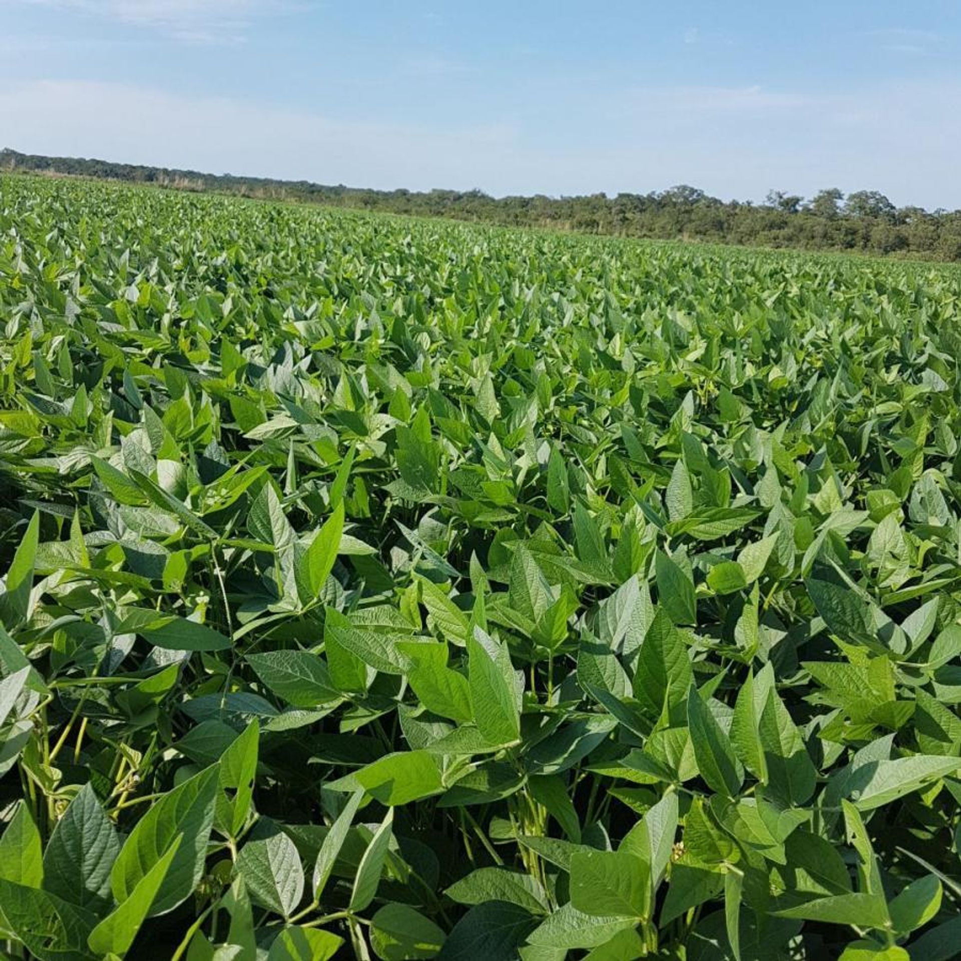 Другой в , State of Mato Grosso 11959663