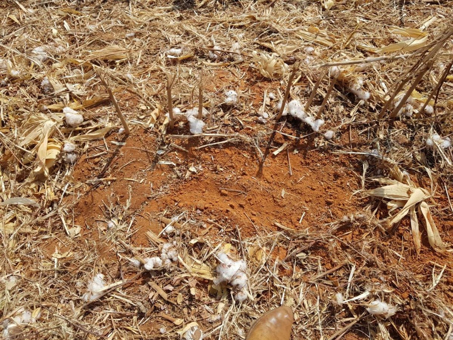 Lain di Canabrava do Norte, Mato Grosso 11959664